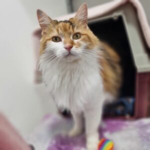 Adult Cat Remainder Balance Adoption Fee