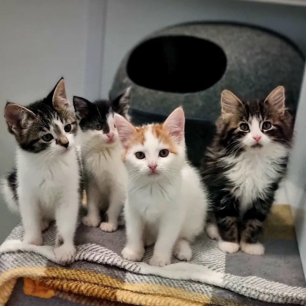 kittens looking for forever homes in south Yorkshire and Nottinghamshire
