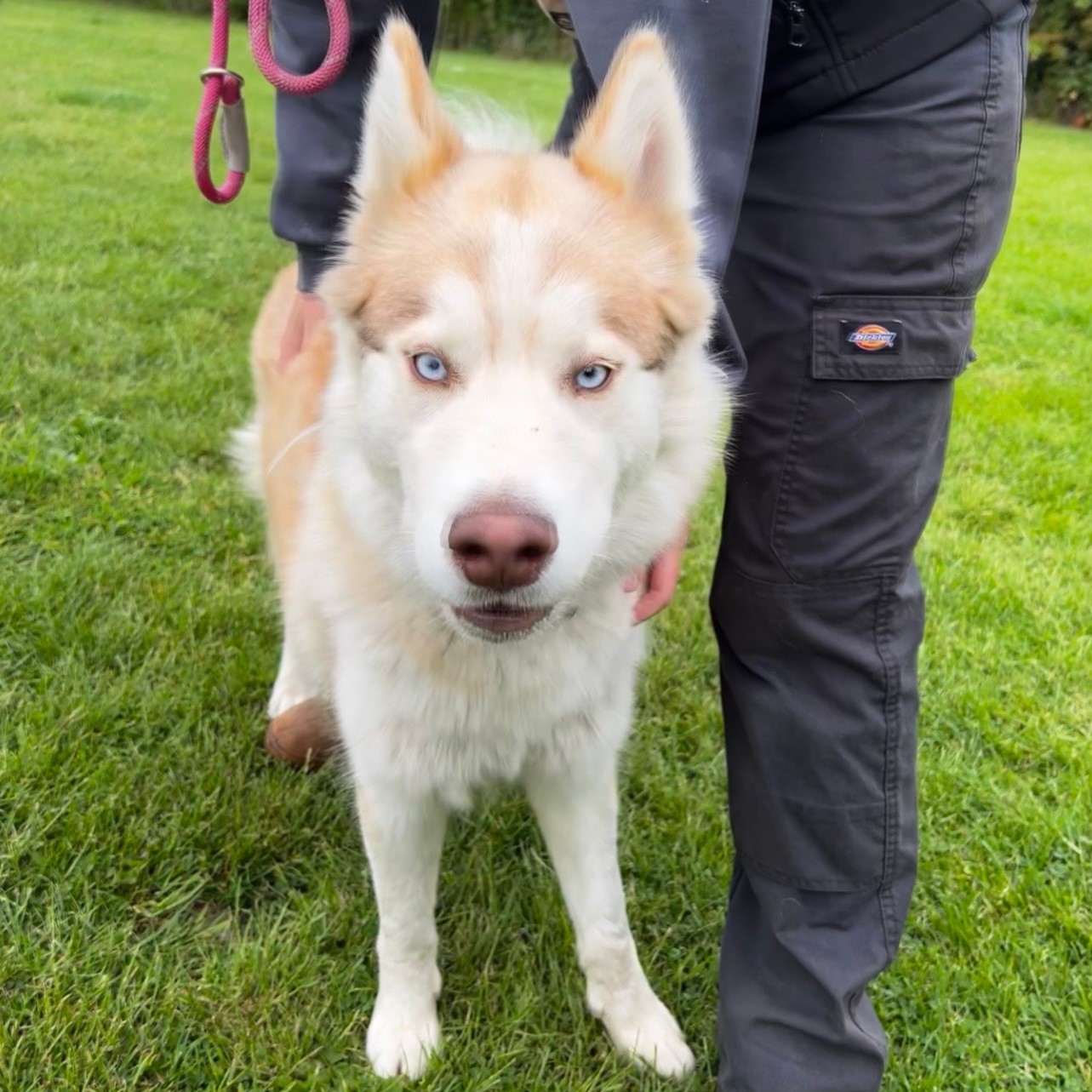 Leah – Husky