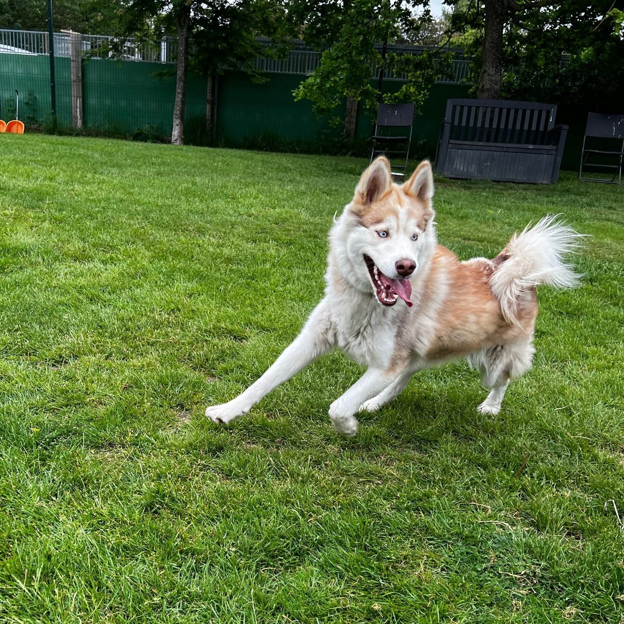 Leah – Husky