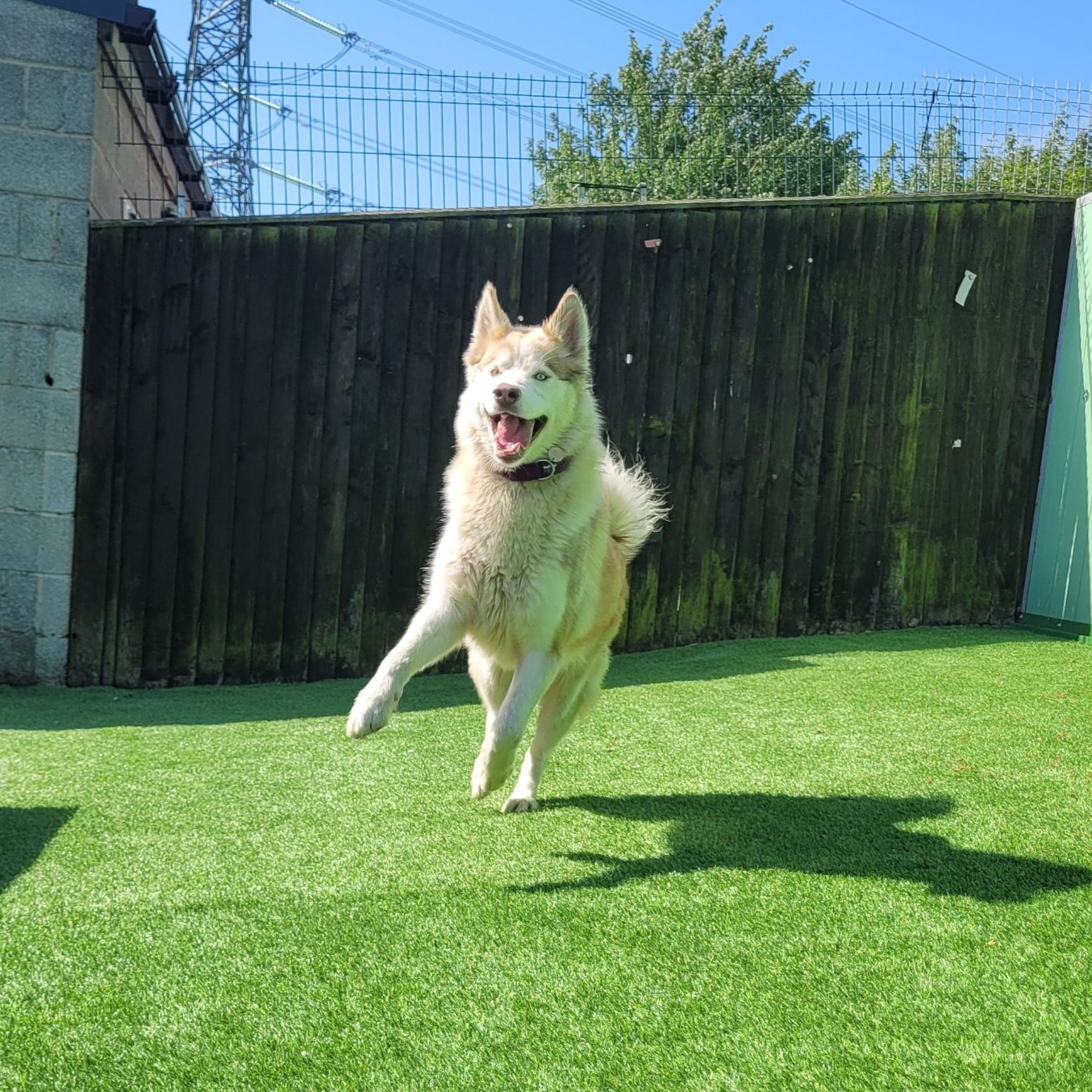 Leah – Husky