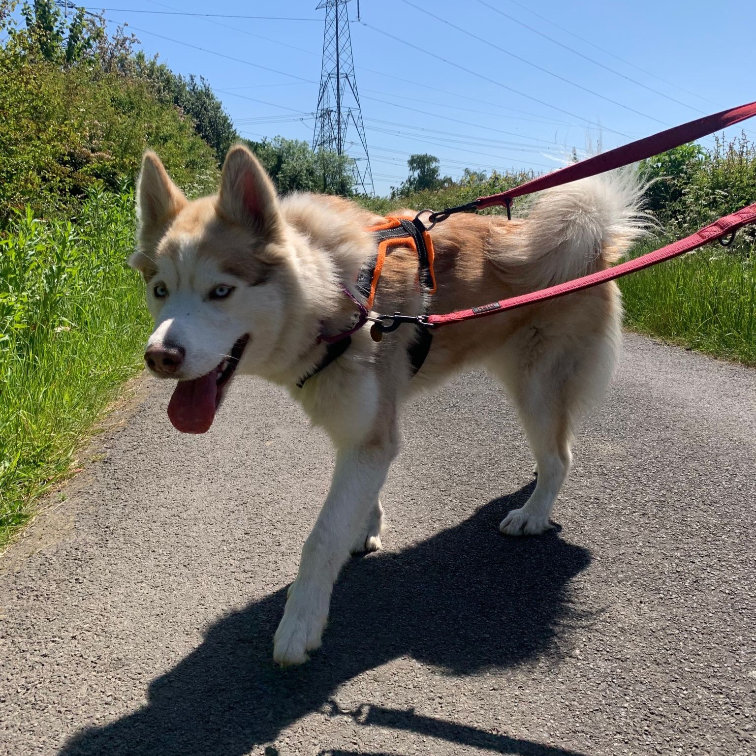 Leah – Husky
