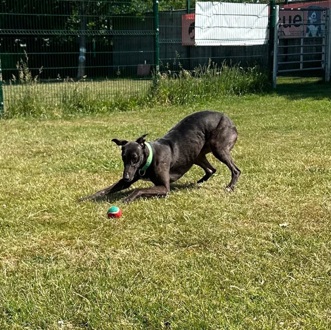 Penny – Greyhound