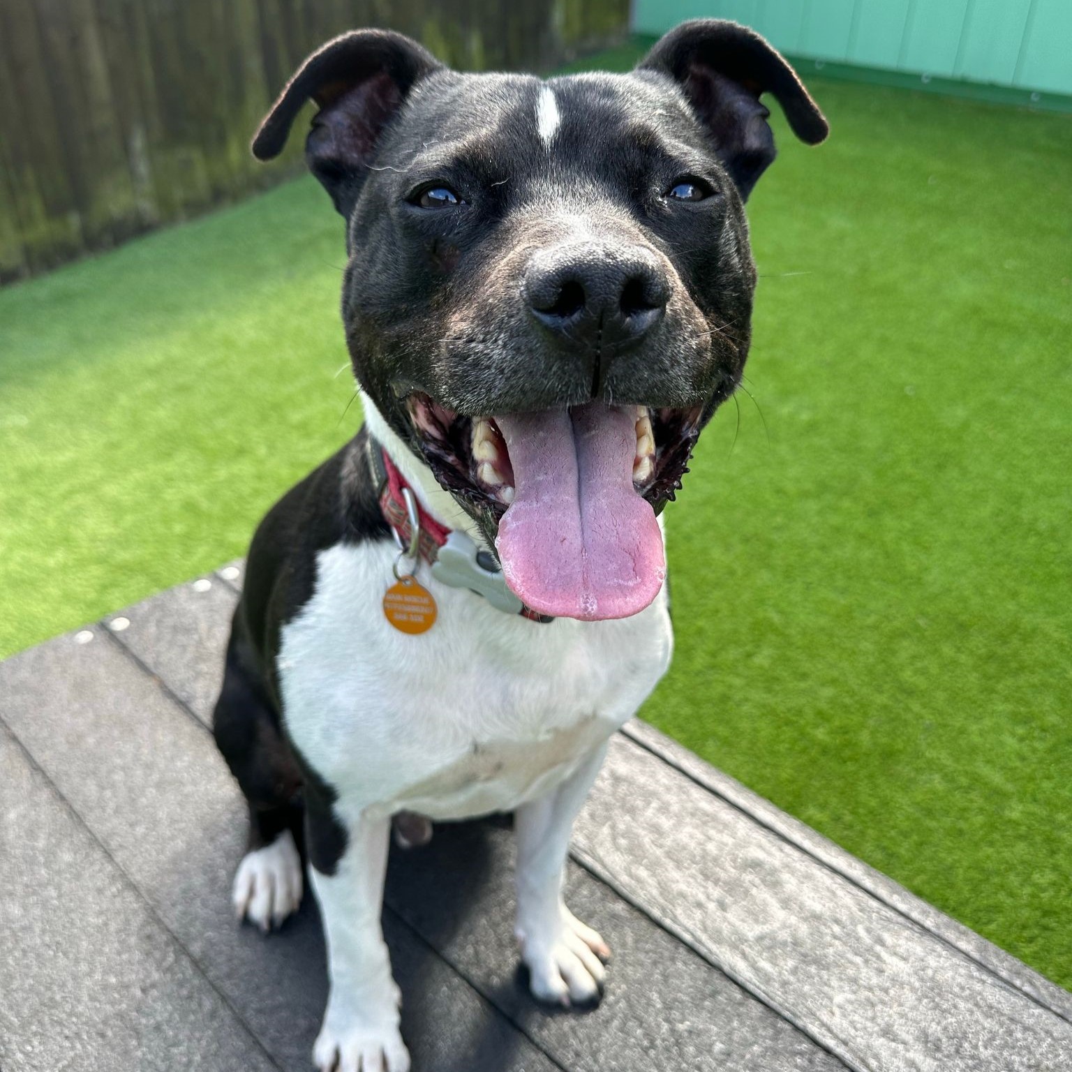 Bono – Staffordshire Bull Terrier