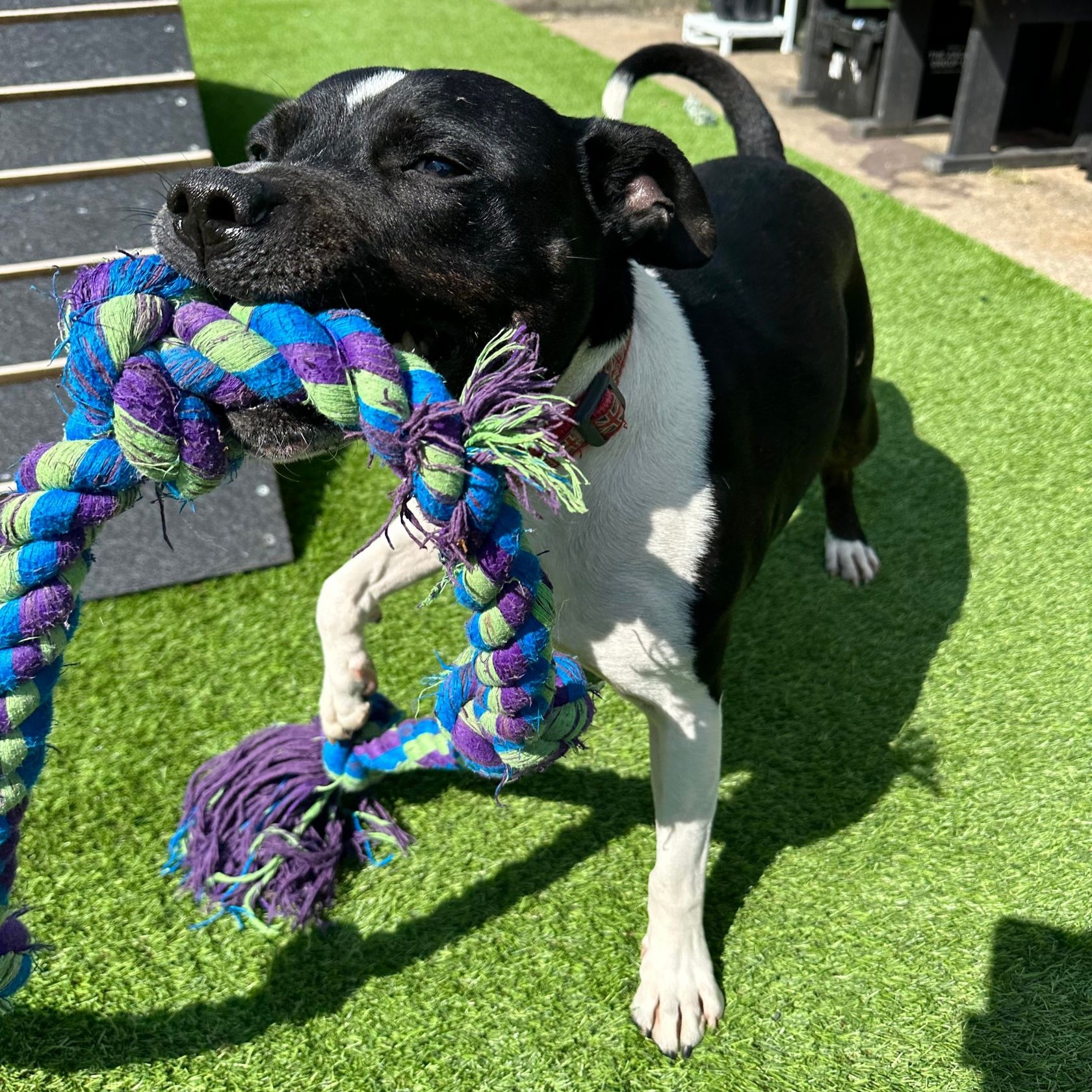 Bono – Staffordshire Bull Terrier