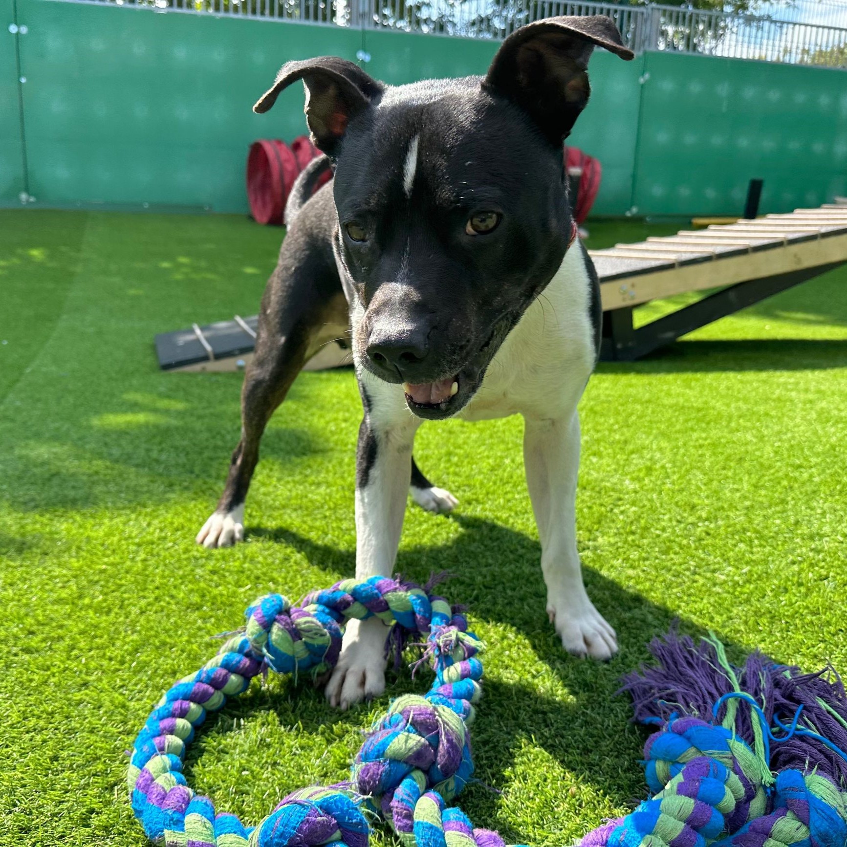 Bono – Staffordshire Bull Terrier