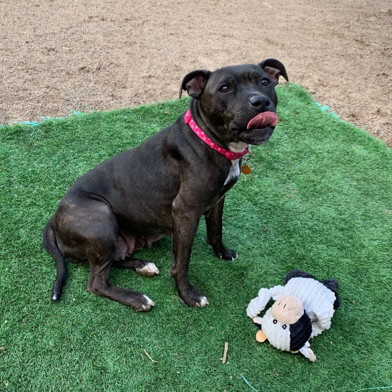 April – Staffordshire Bull Terrier