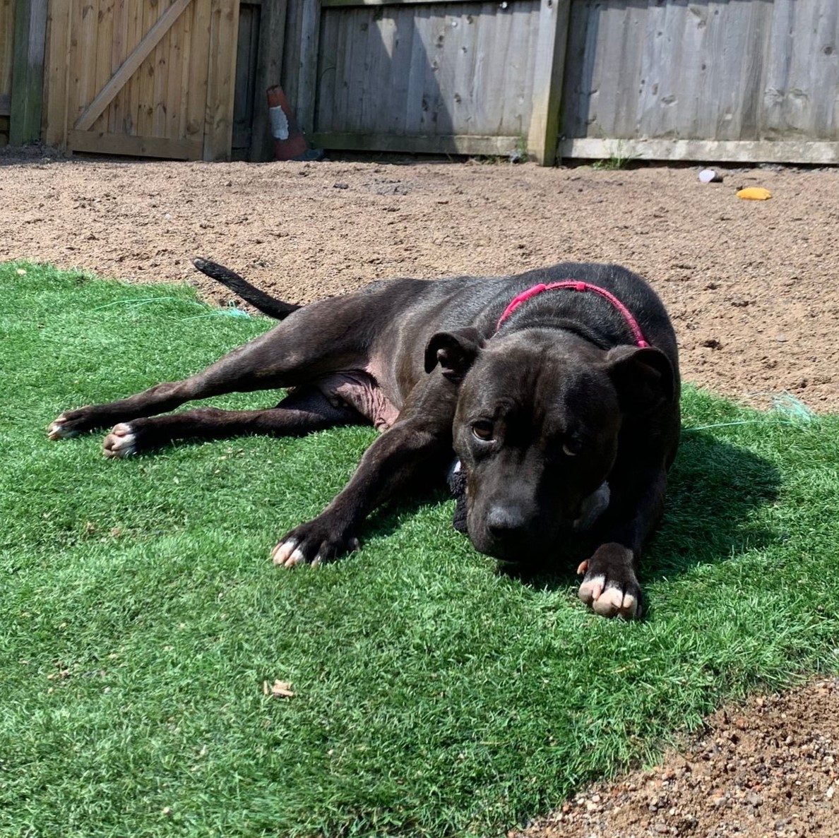 April – Staffordshire Bull Terrier