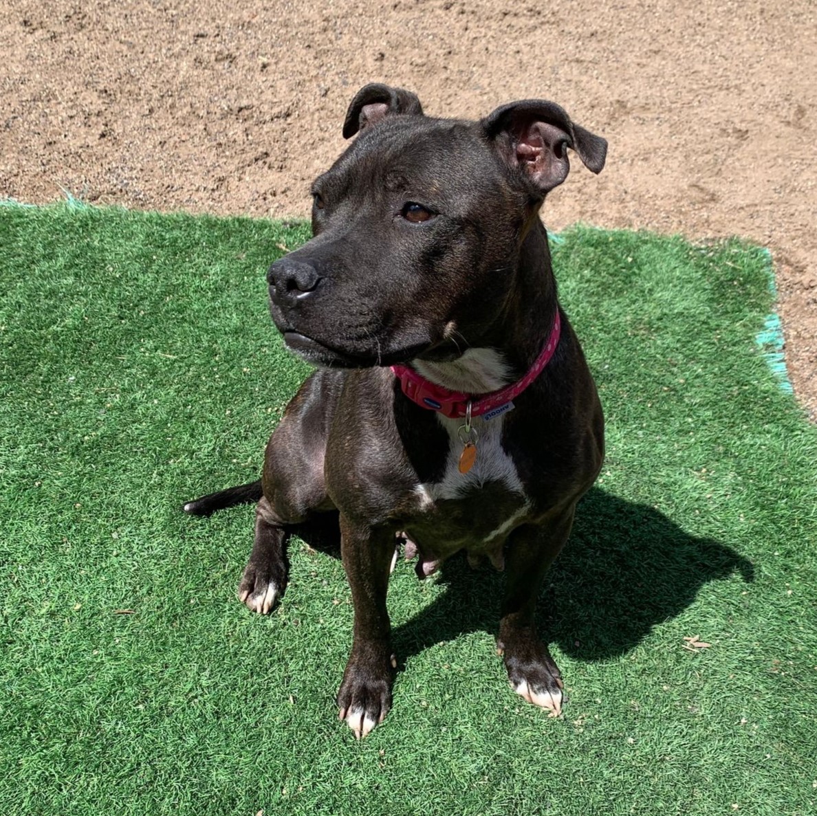April – Staffordshire Bull Terrier