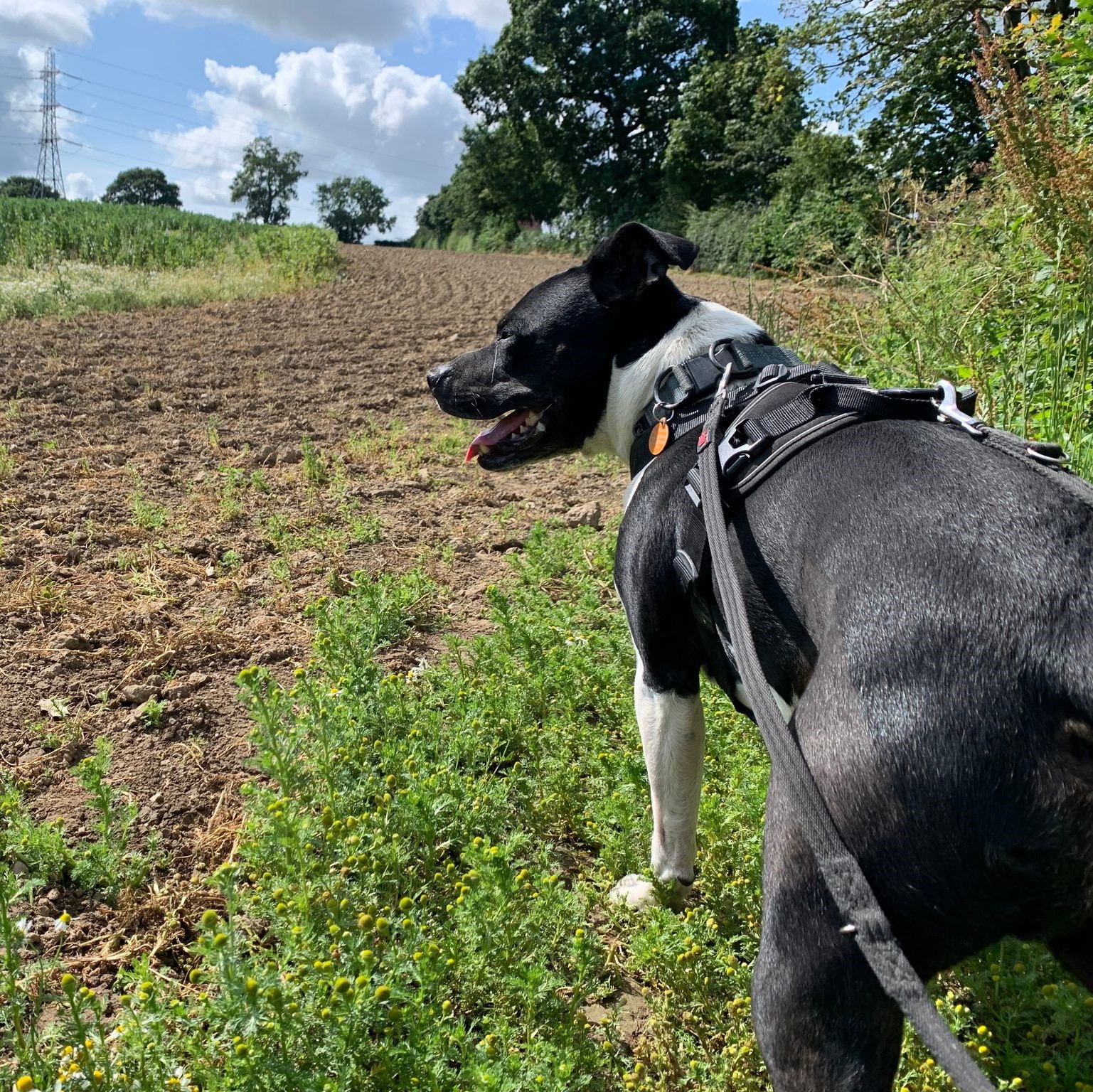 Bono – Staffordshire Bull Terrier