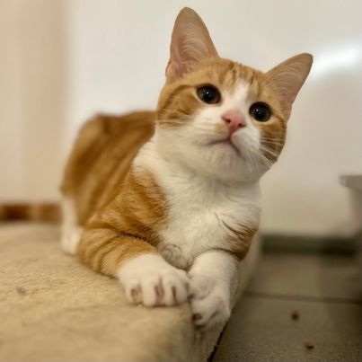 Ken