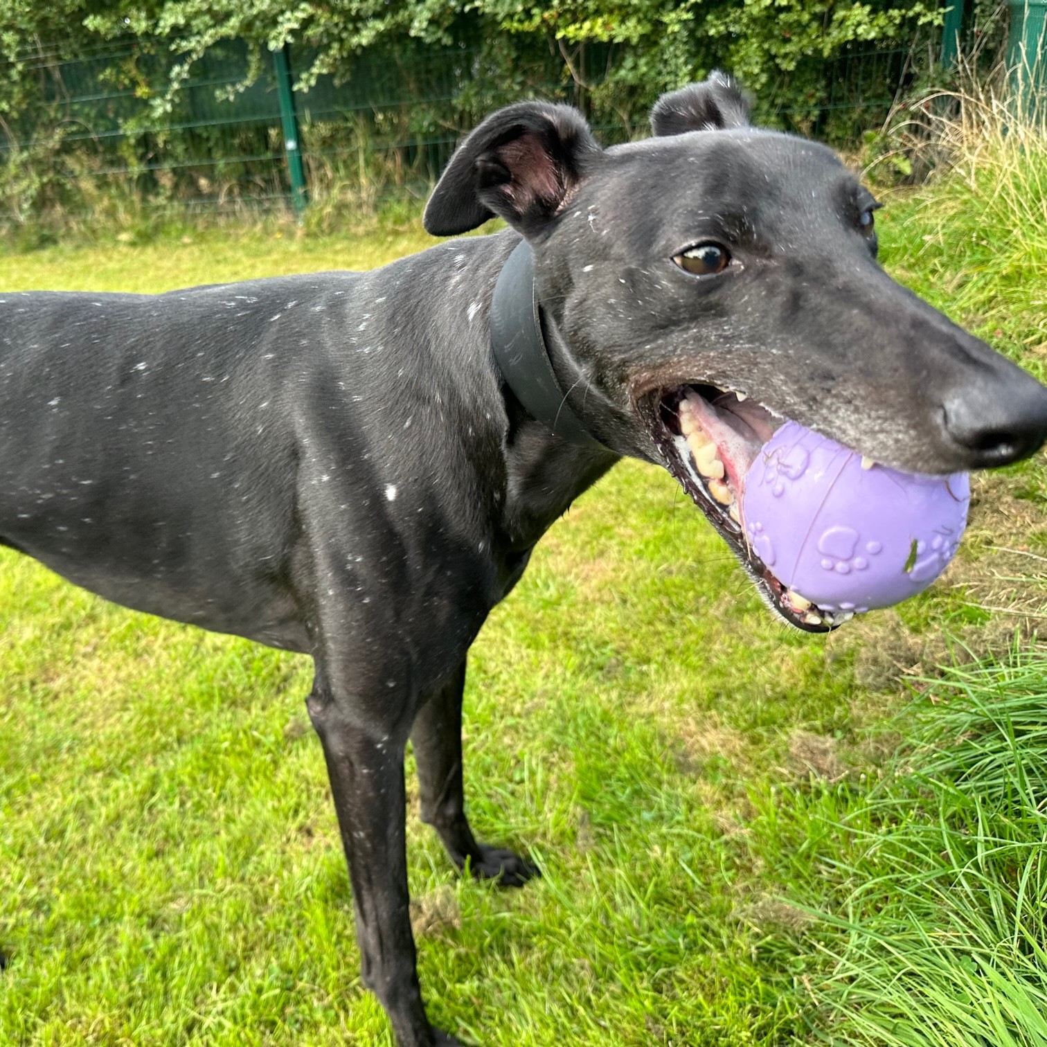 Sweetheart Flint