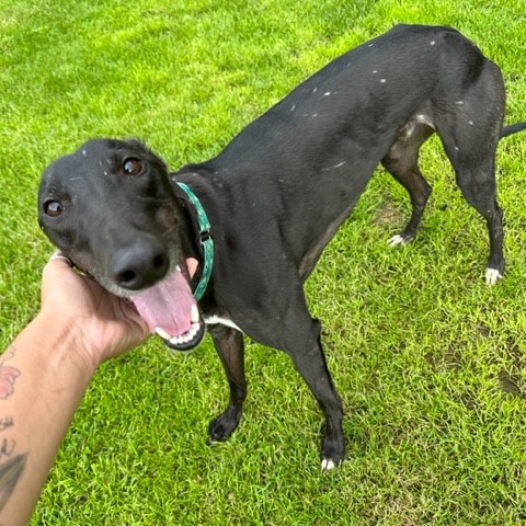 Joyful Jake