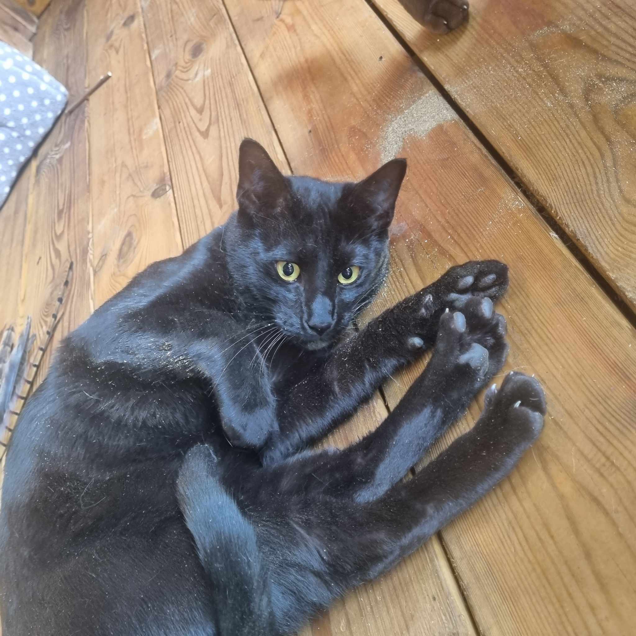 Ray