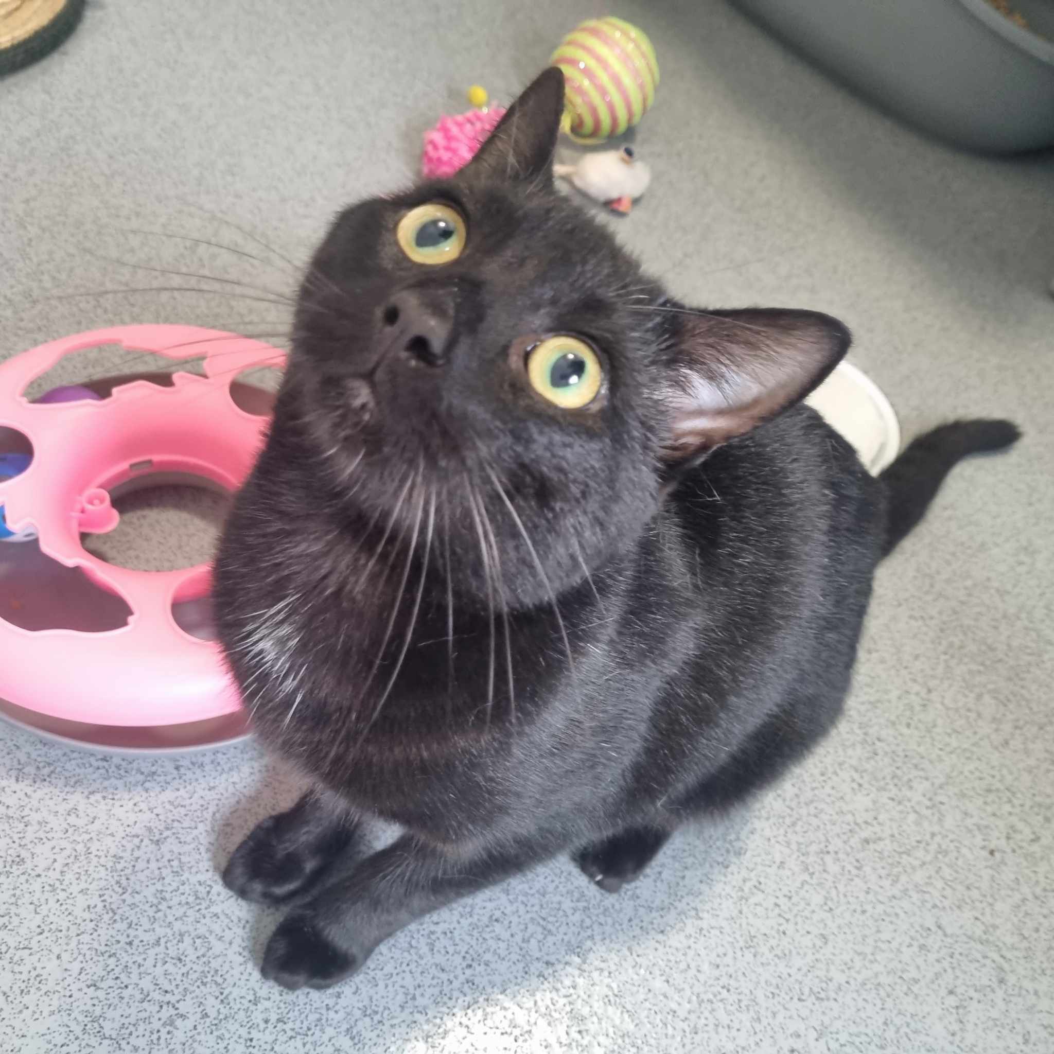 Sooty
