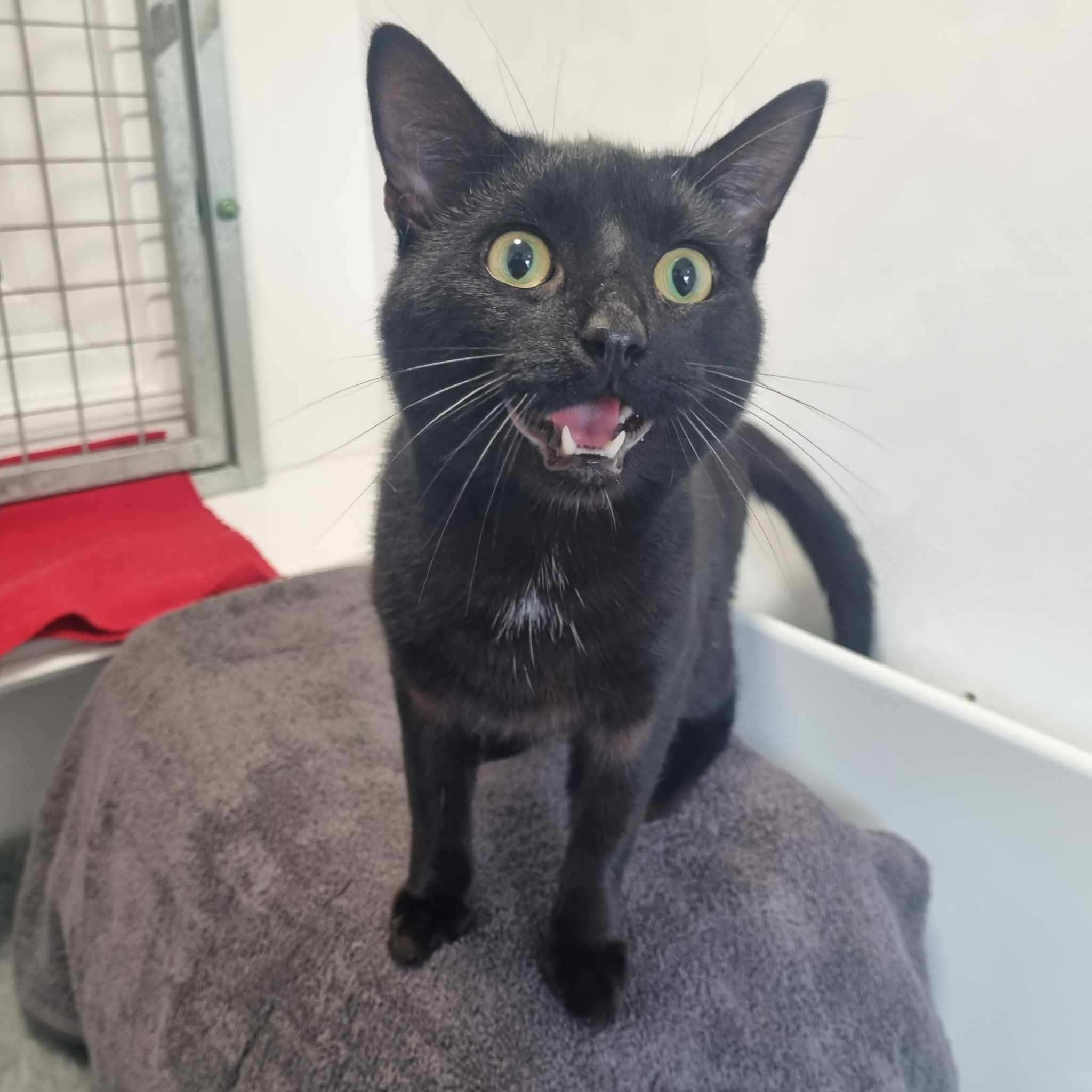 Sooty