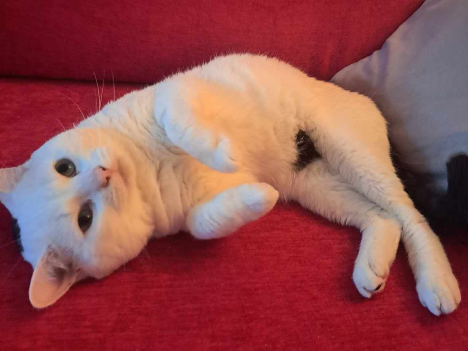 Albert