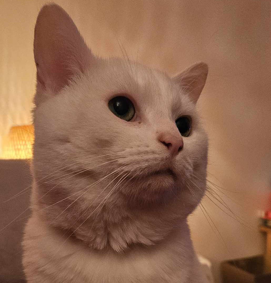 Albert