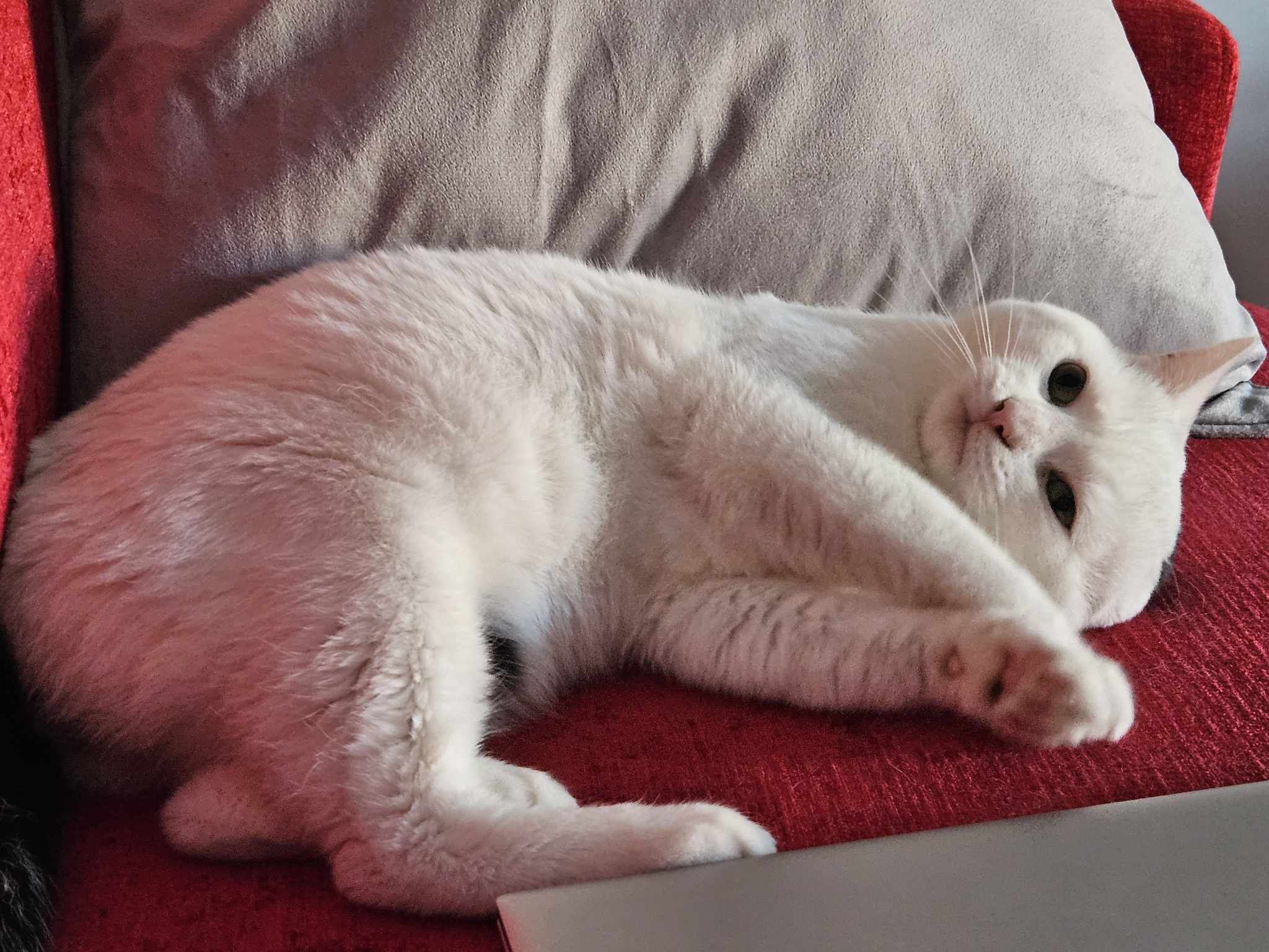Albert