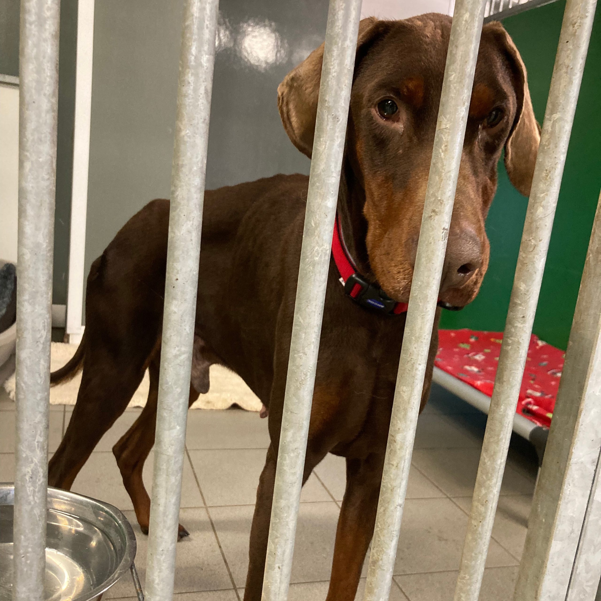 Anton – 4 Year Old Doberman