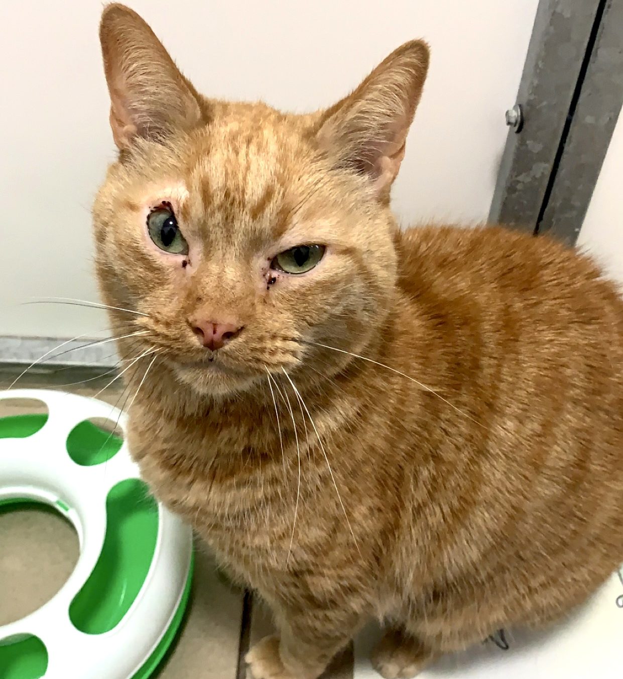 Garfield