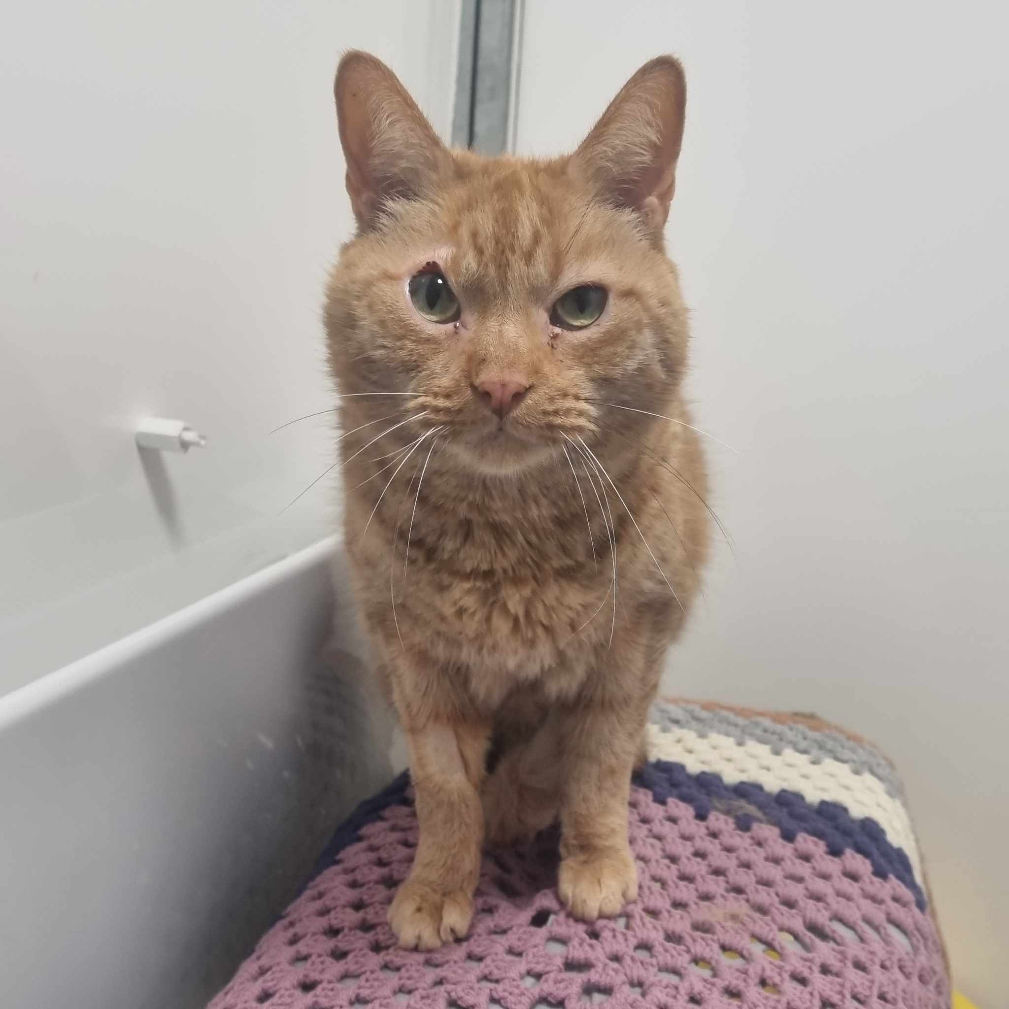 Garfield