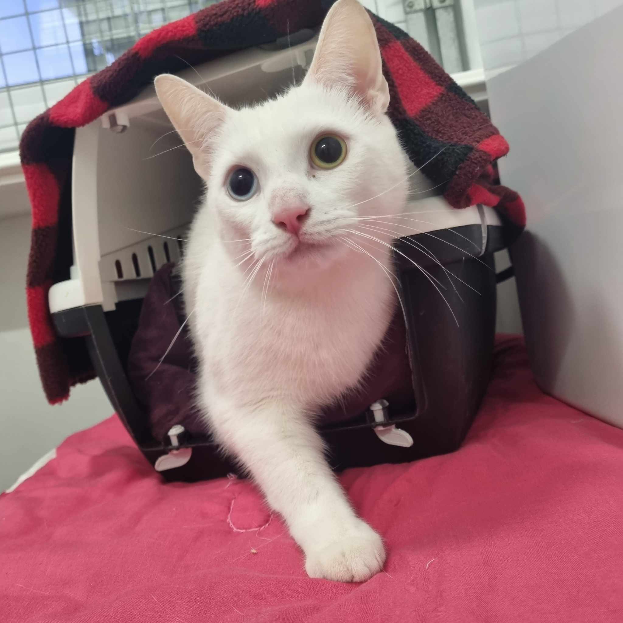 Milo- 1 Yr Old Male