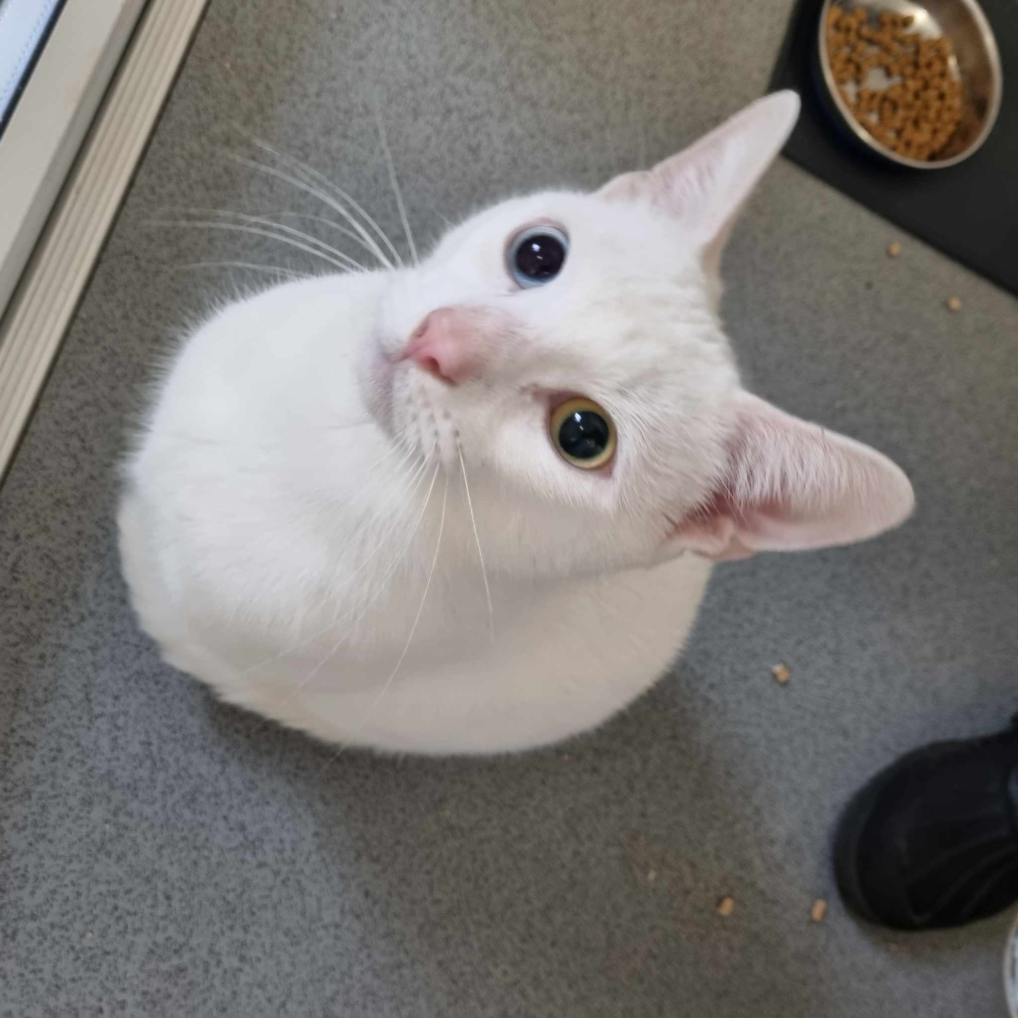 Milo- 1 Yr Old Male