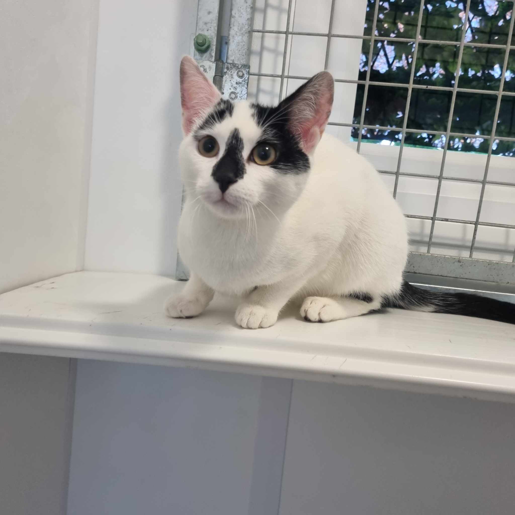 Batz- 6 Mth Old Male