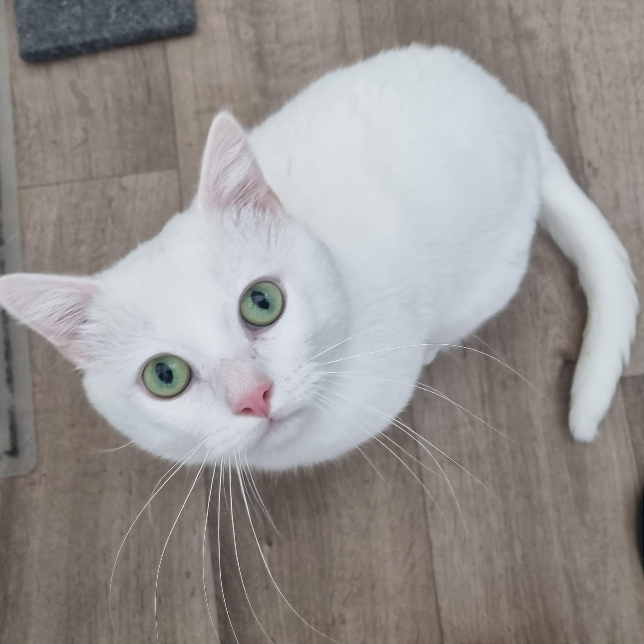 Gibbs – 4 Yr Old Male