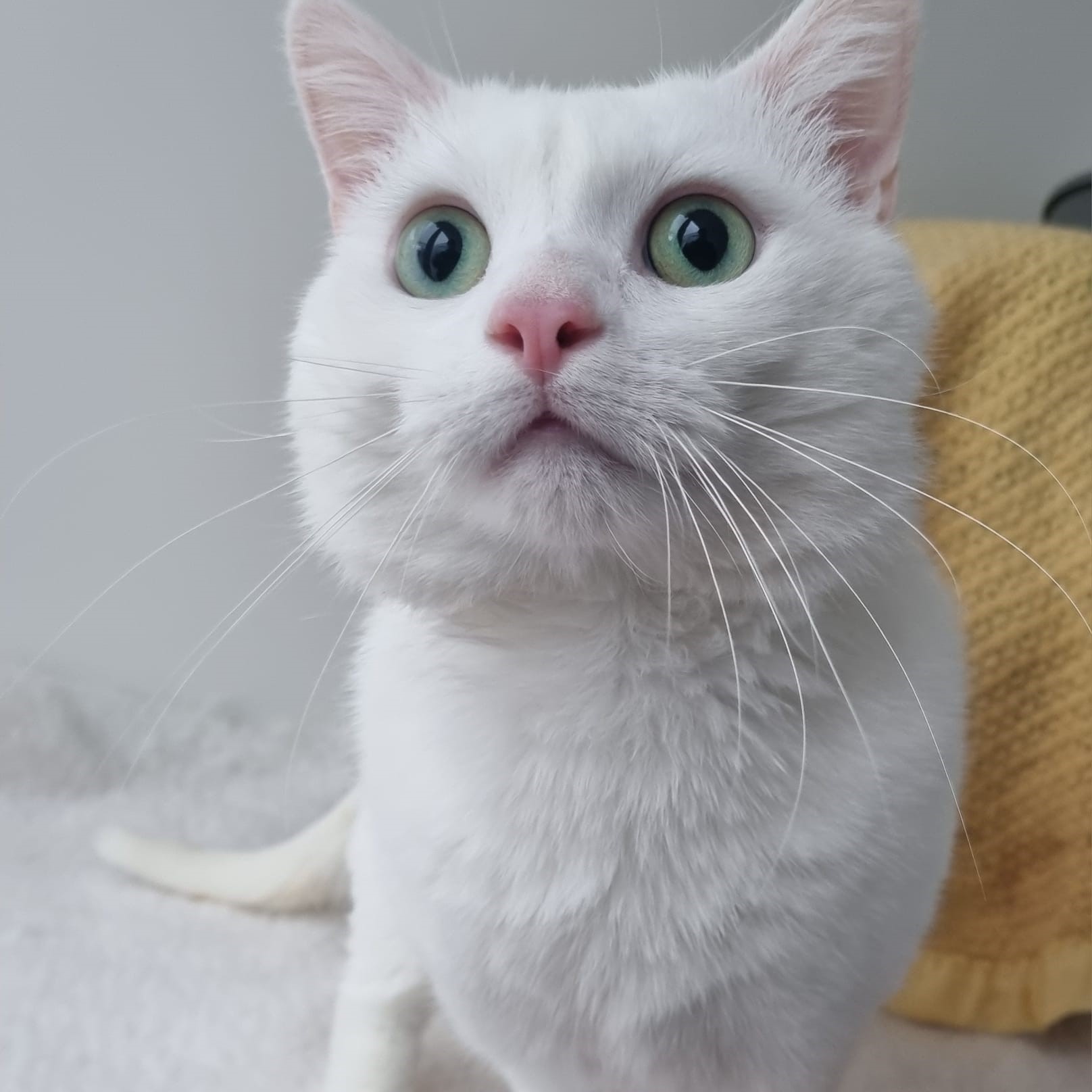Gibbs – 4 Yr Old Male