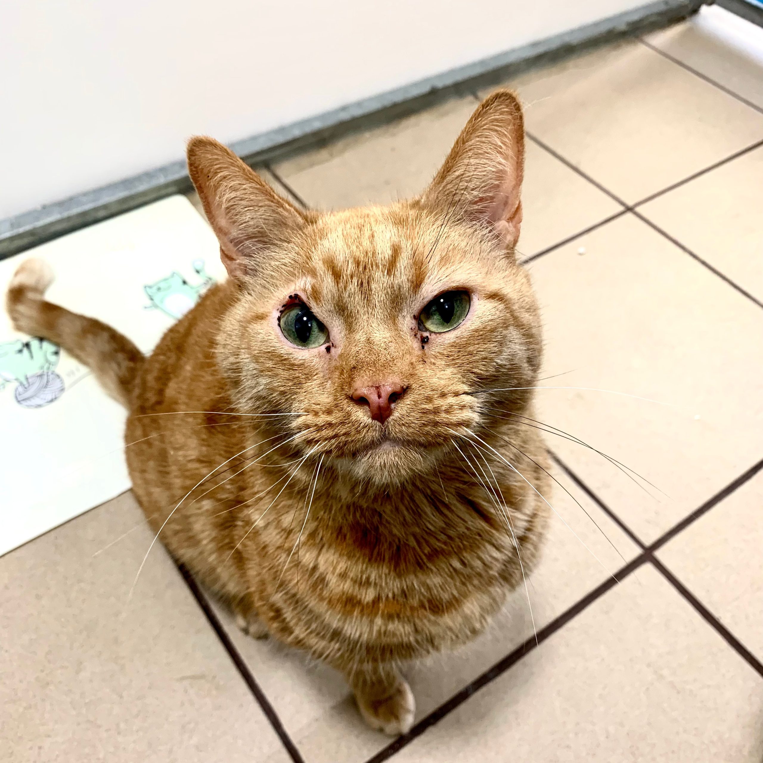 Garfield