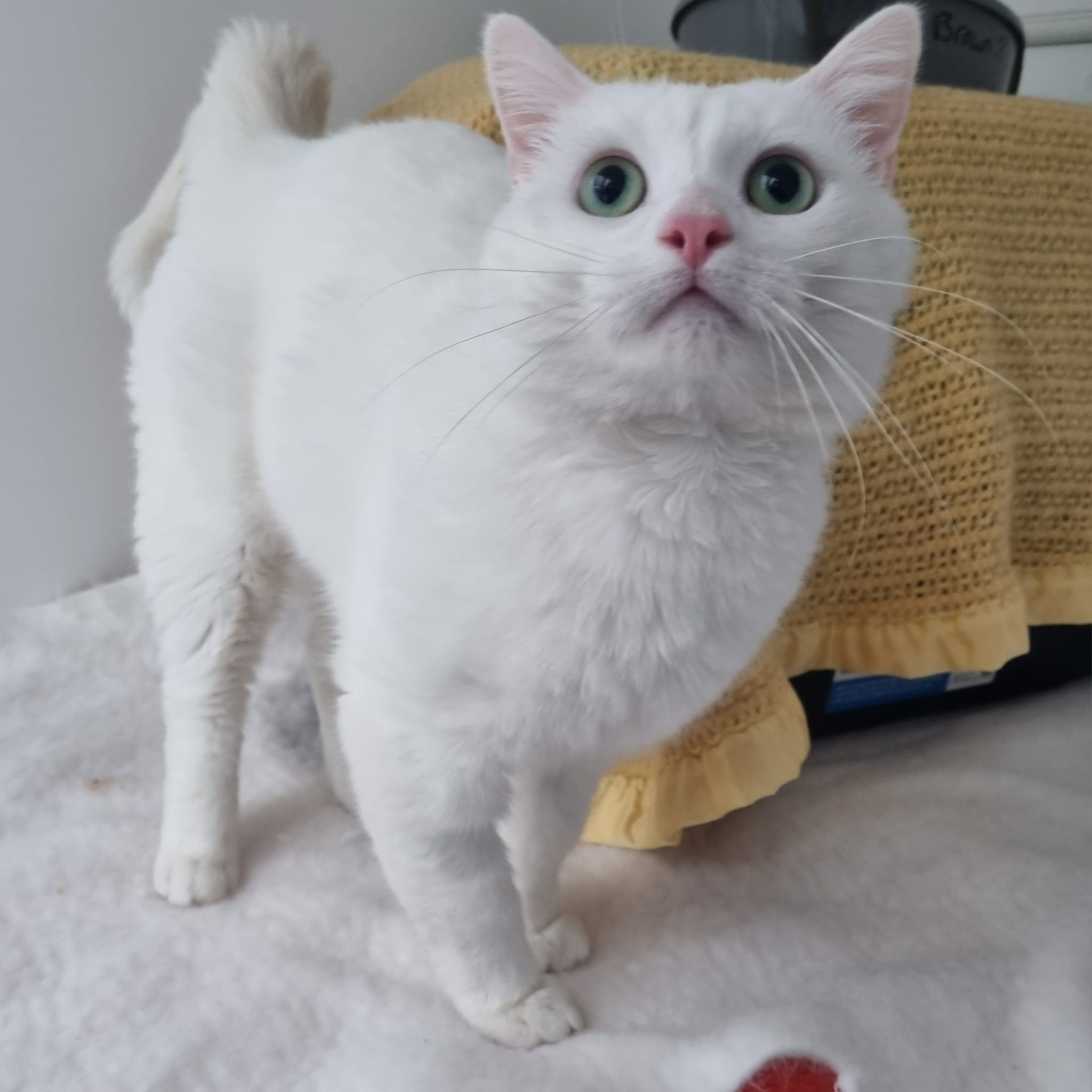 Gibbs – 4 Yr Old Male