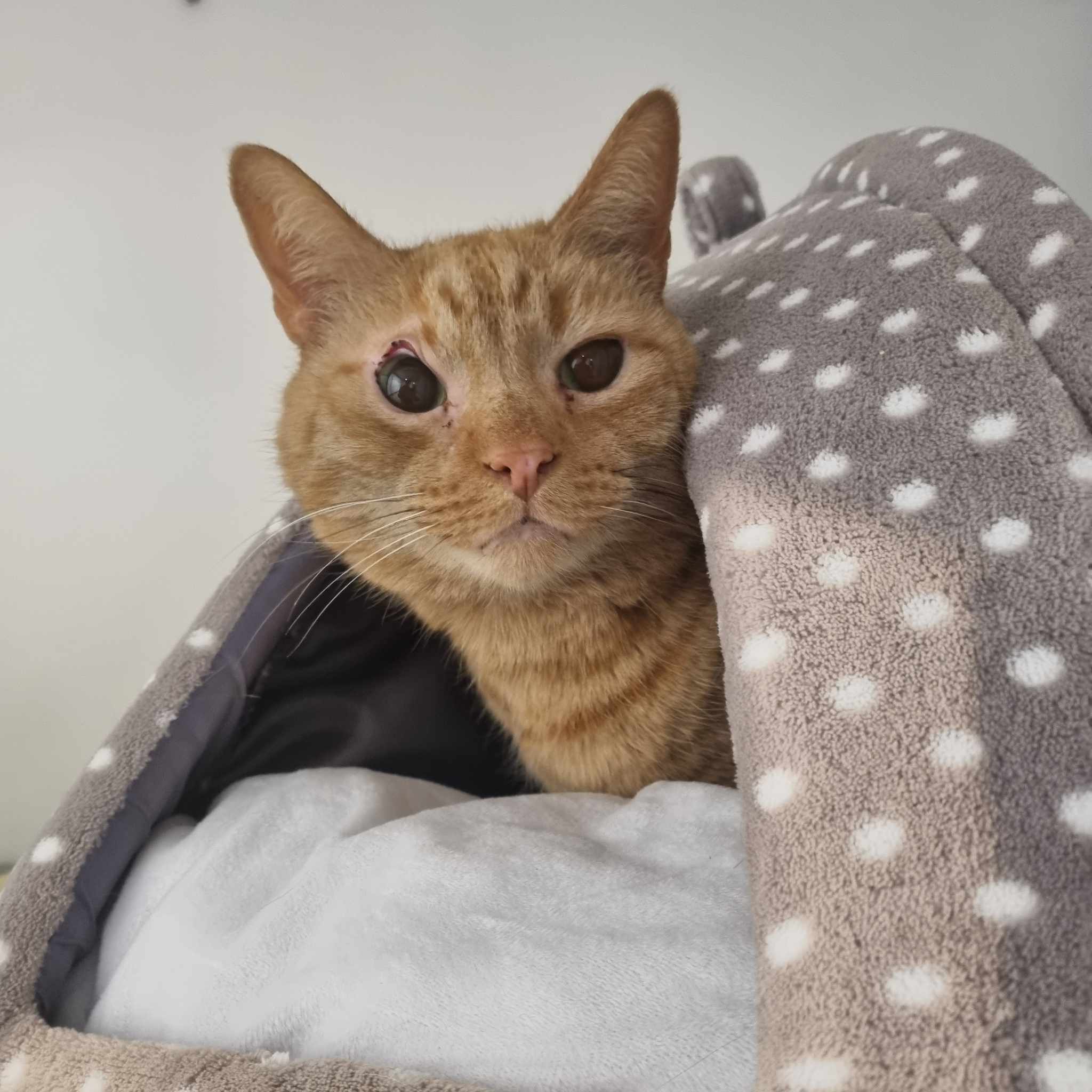 Garfield