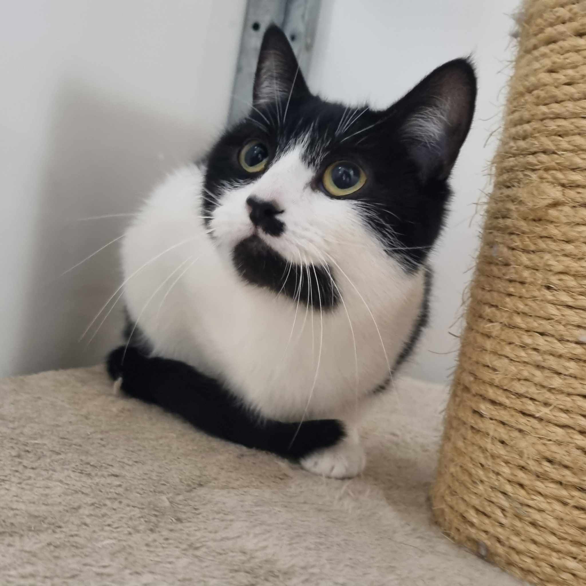 Willow – 1 Yr Old Female