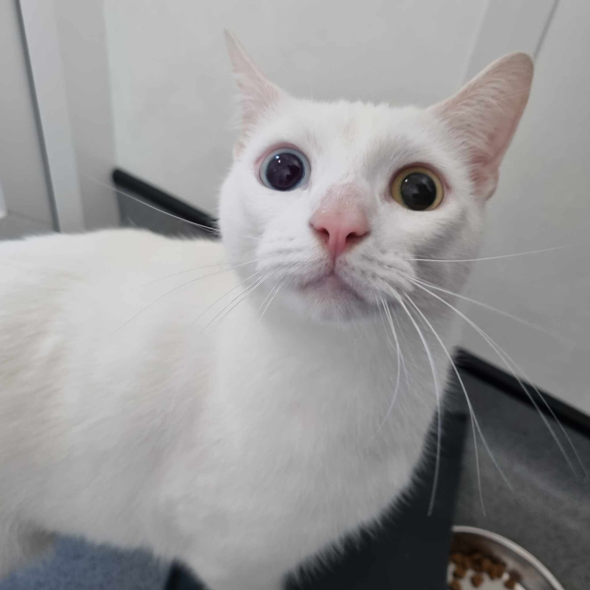 Milo- 1 Yr Old Male