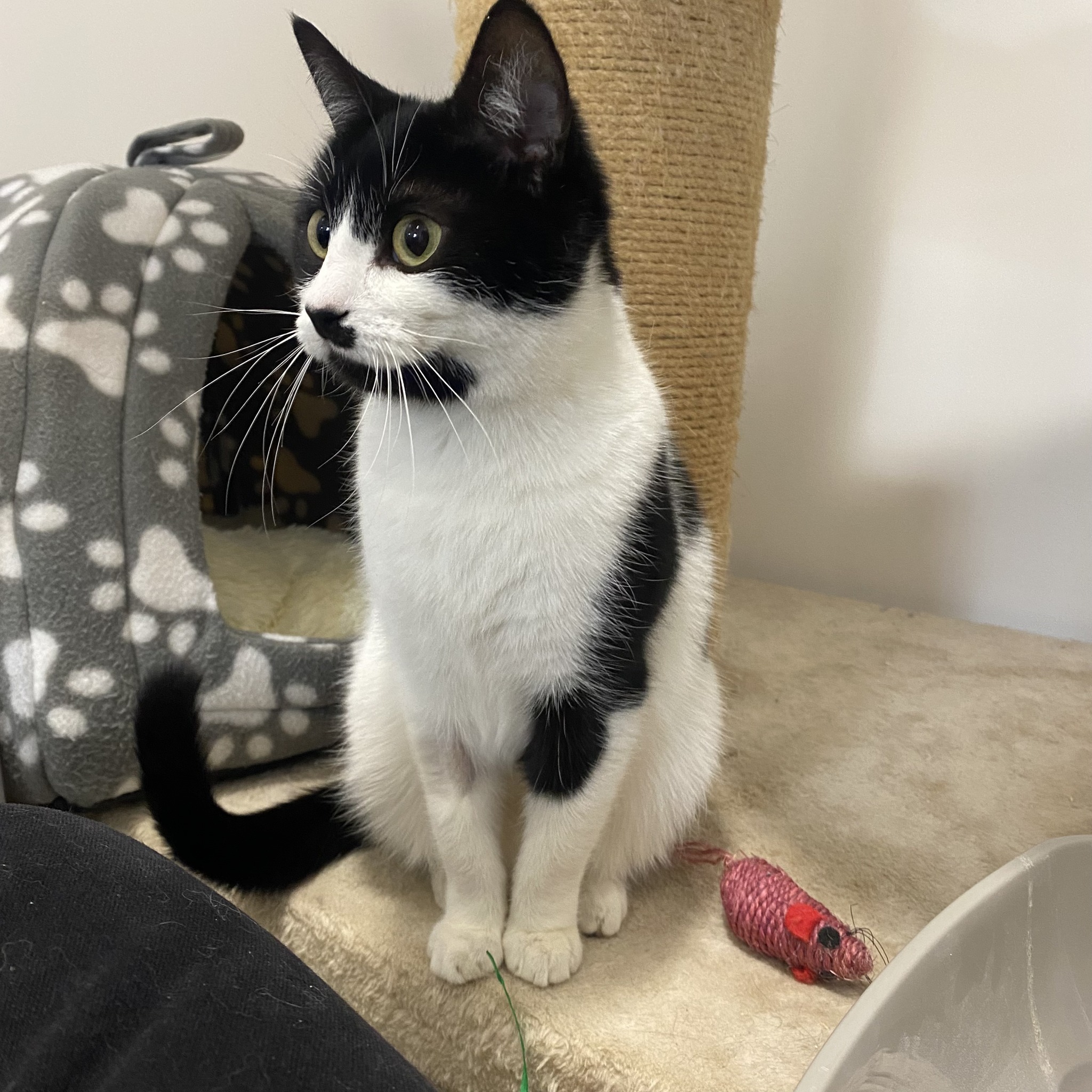 Willow – 1 Yr Old Female