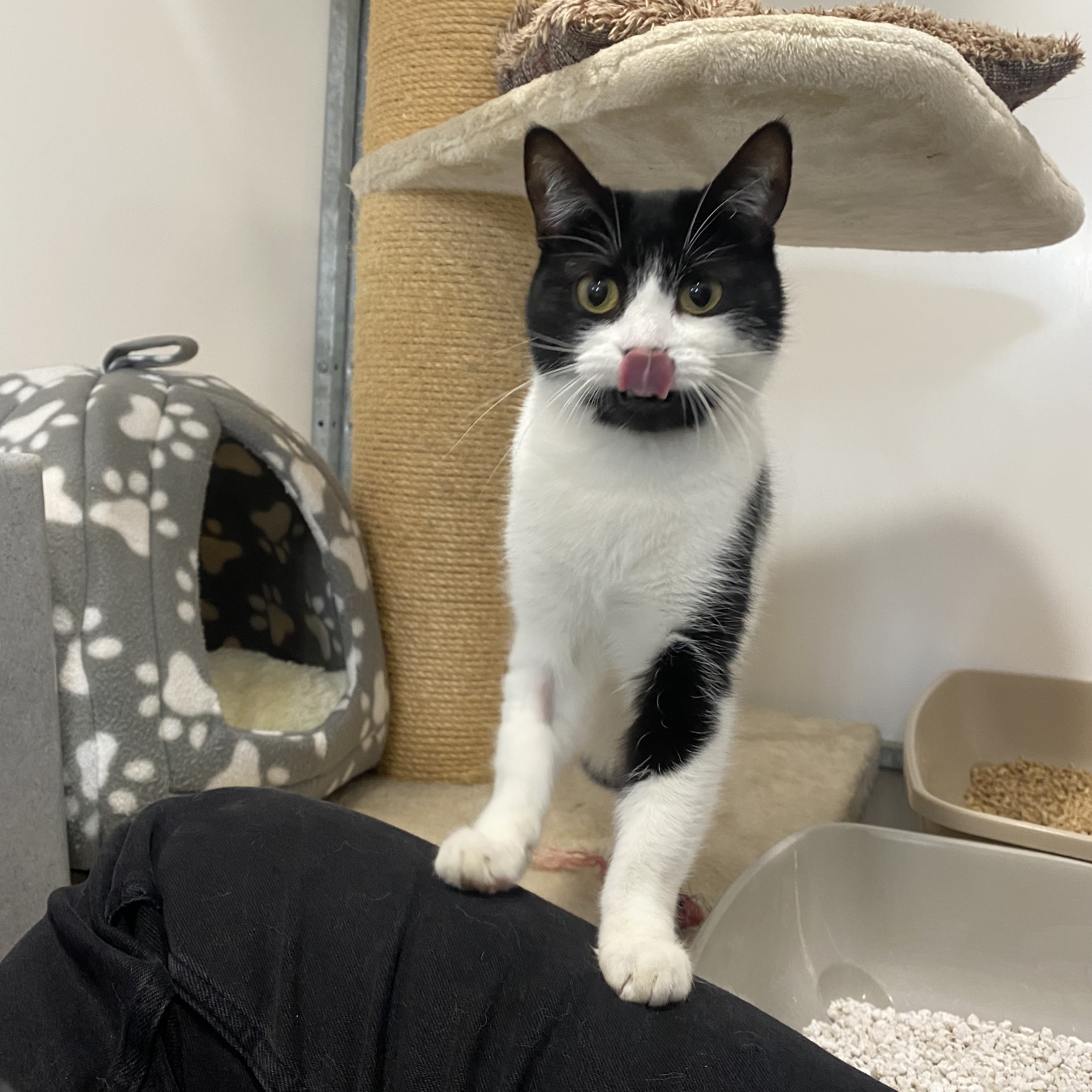 Willow – 1 Yr Old Female