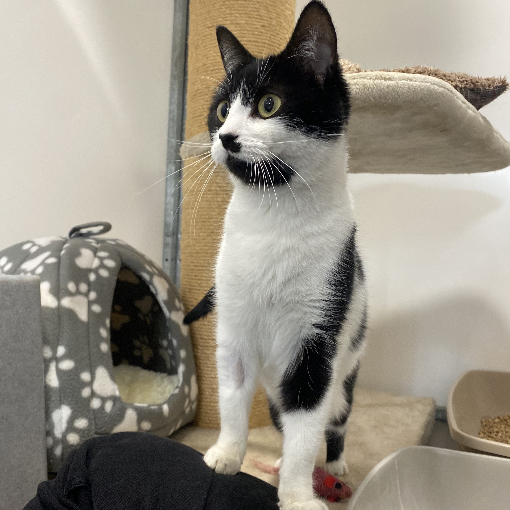 Willow – 1 Yr Old Female