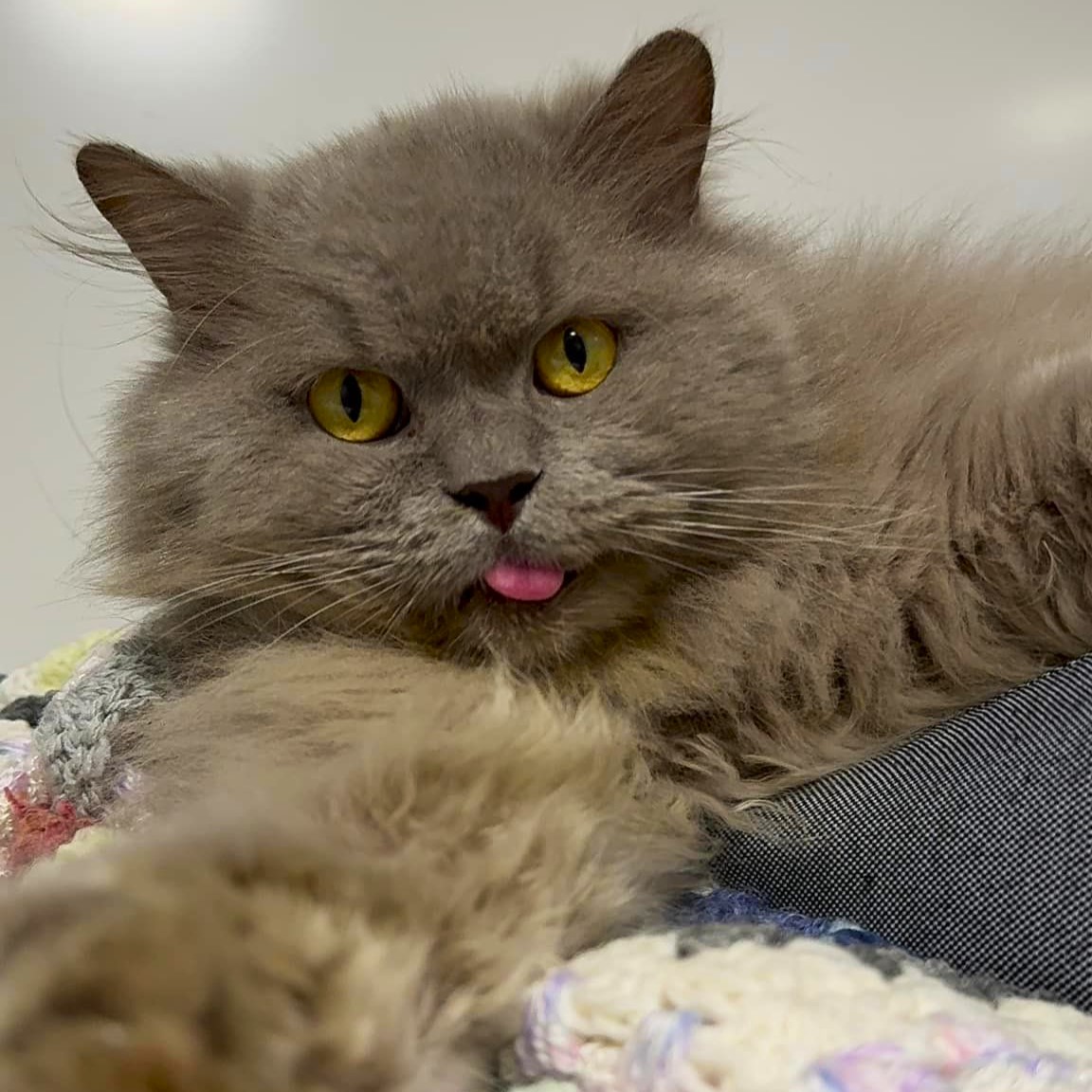 Mufasa