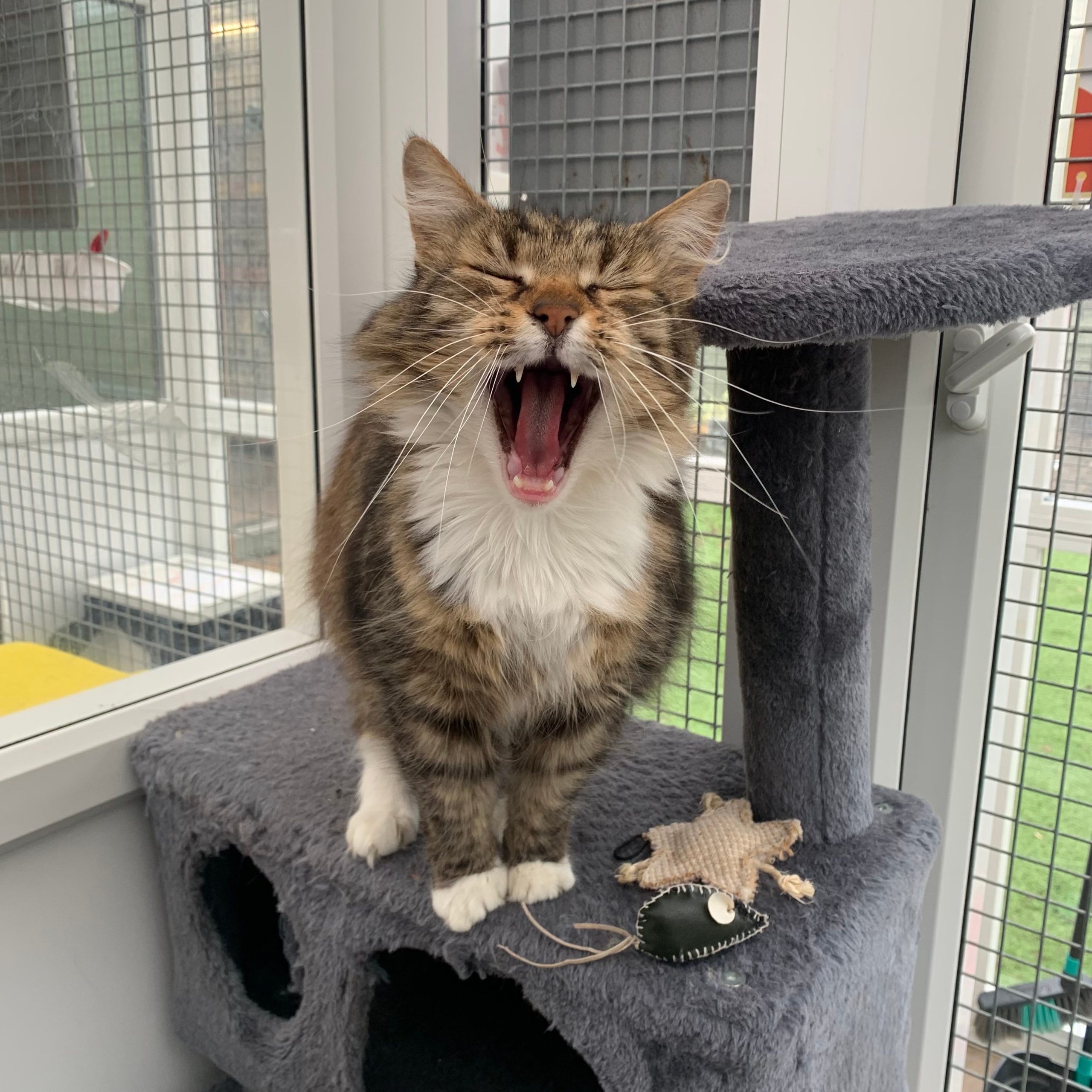 Griffin – 7 Year Old Male