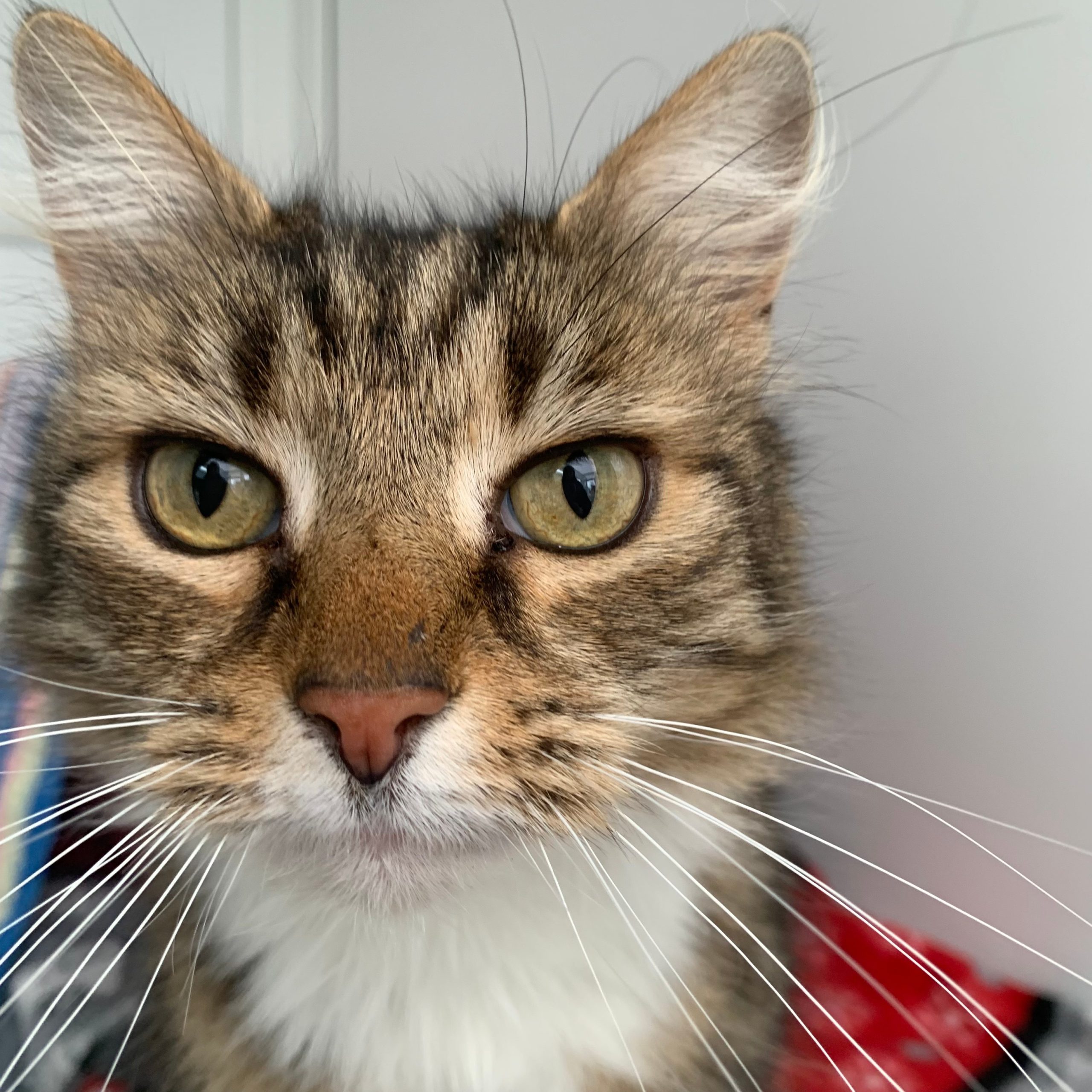 Griffin – 7 Year Old Male