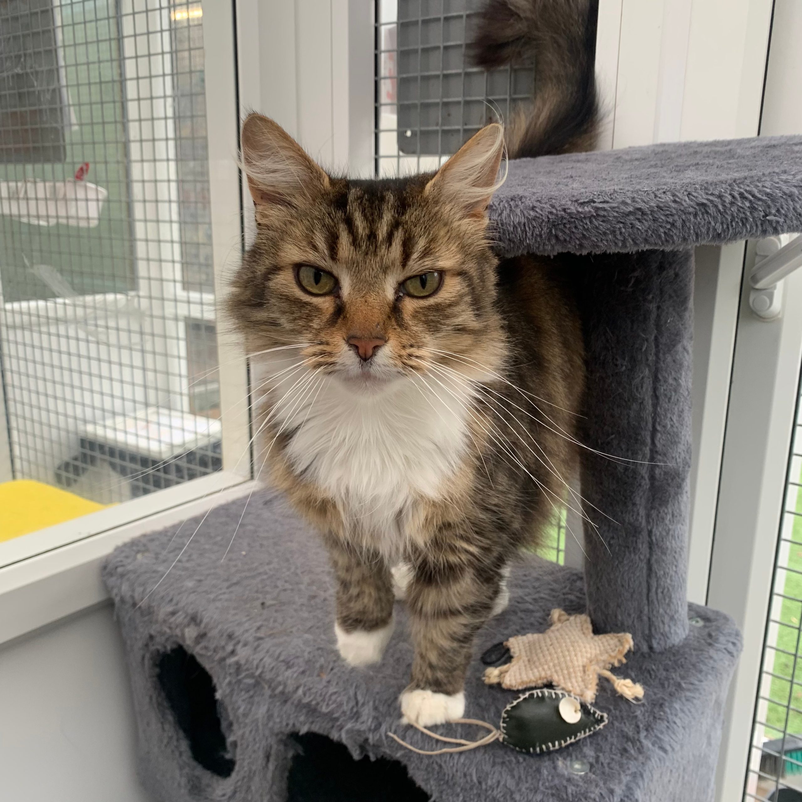 Griffin – 7 Year Old Male