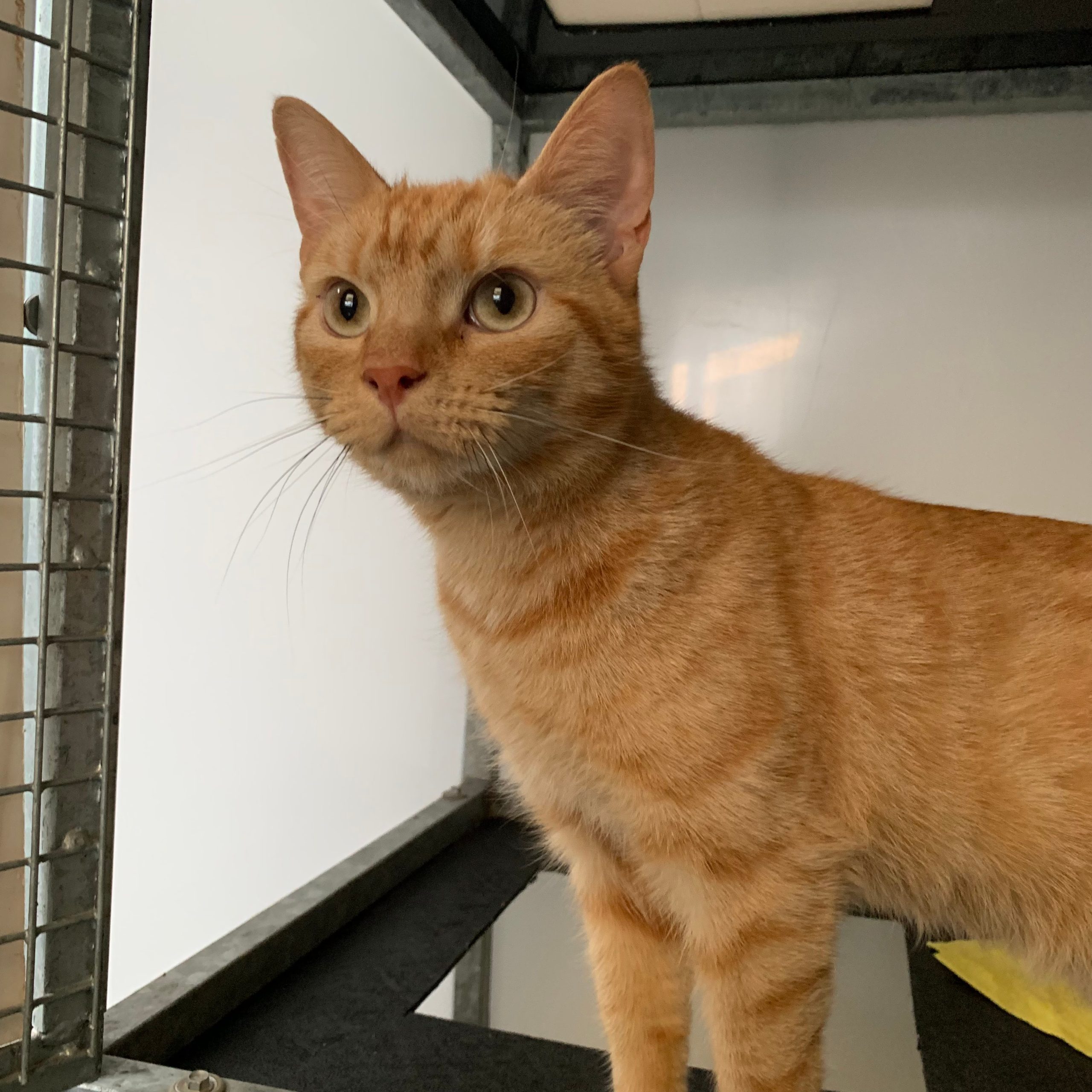 Smokey – 2 Year Old Male