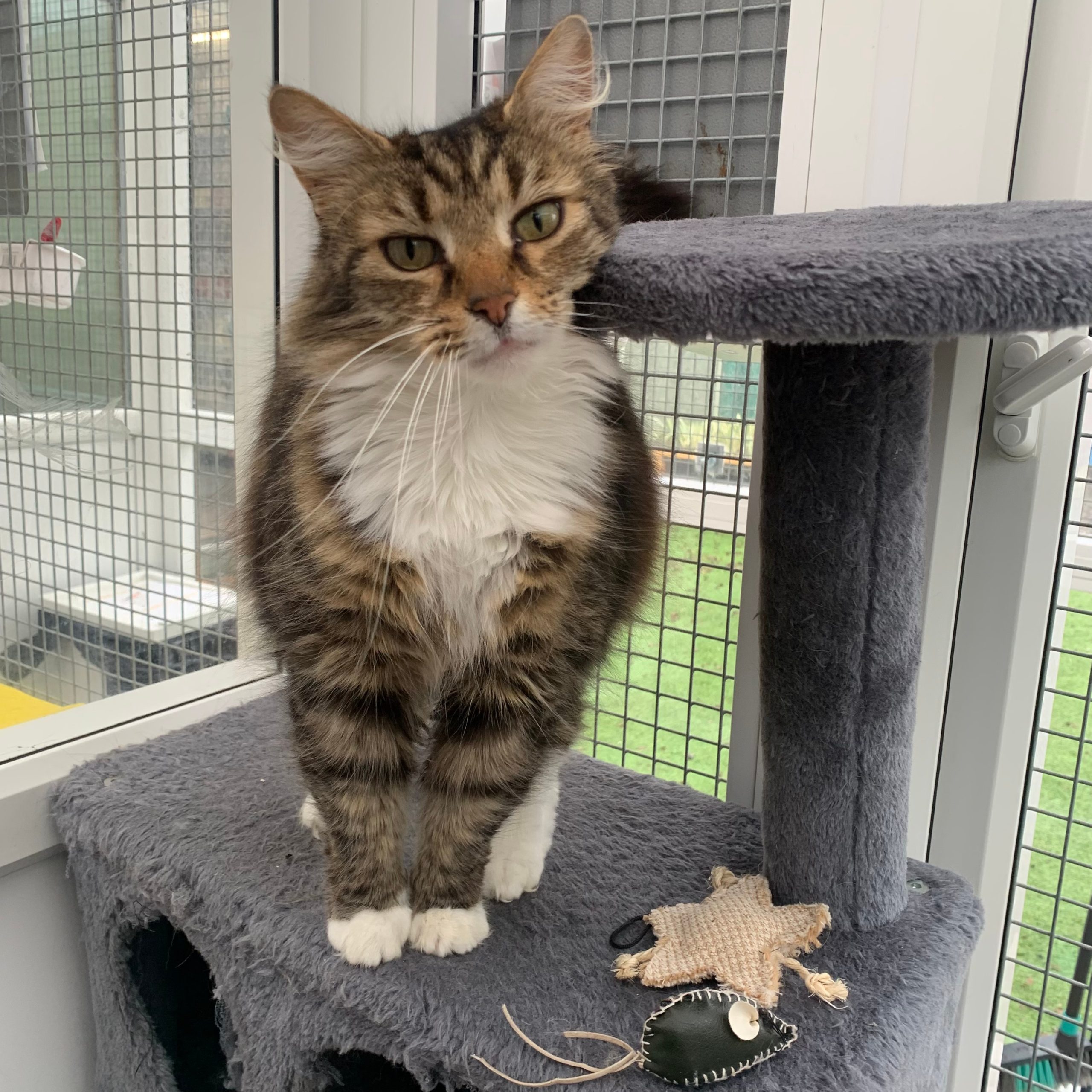 Griffin – 7 Year Old Male