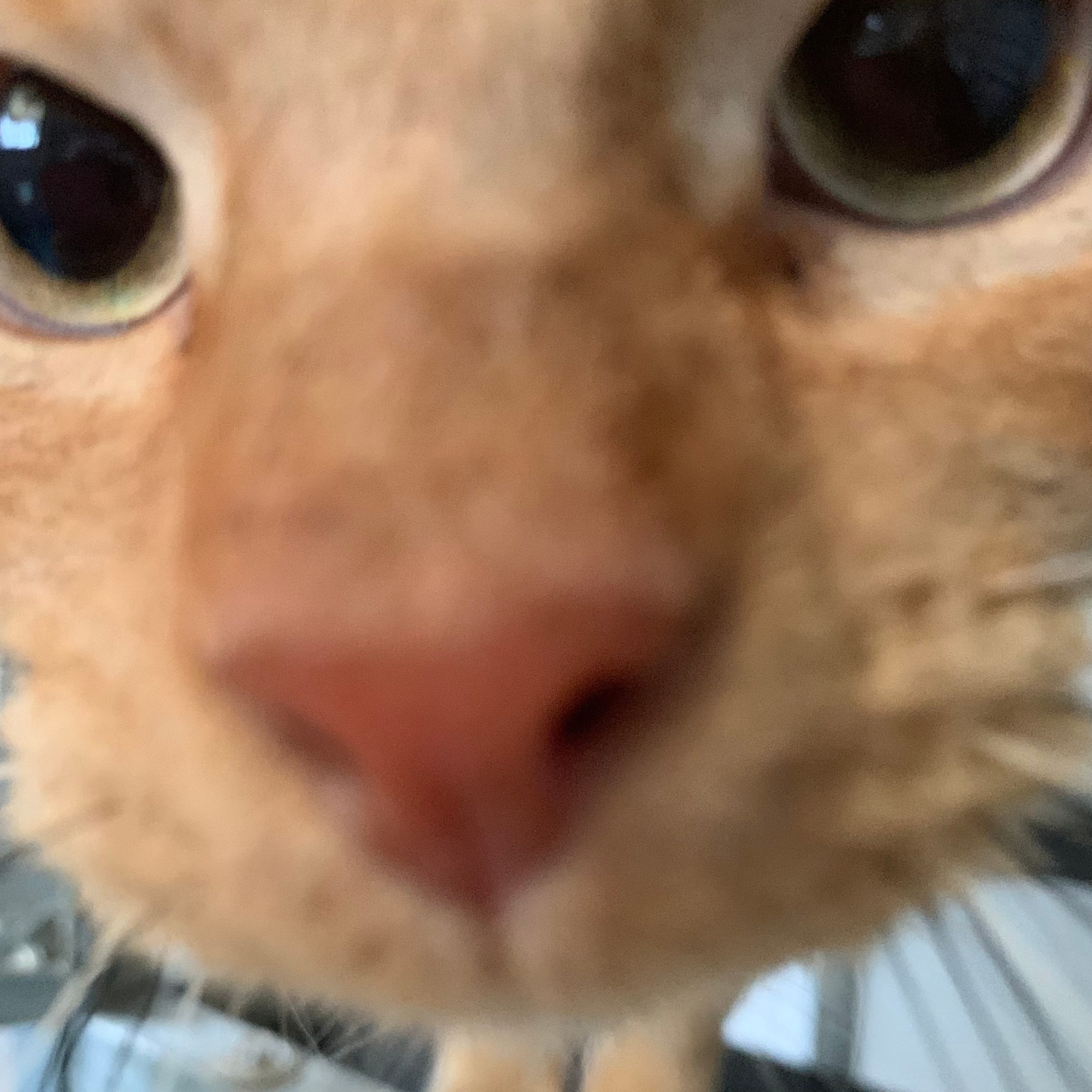 Smokey – 2 Year Old Male