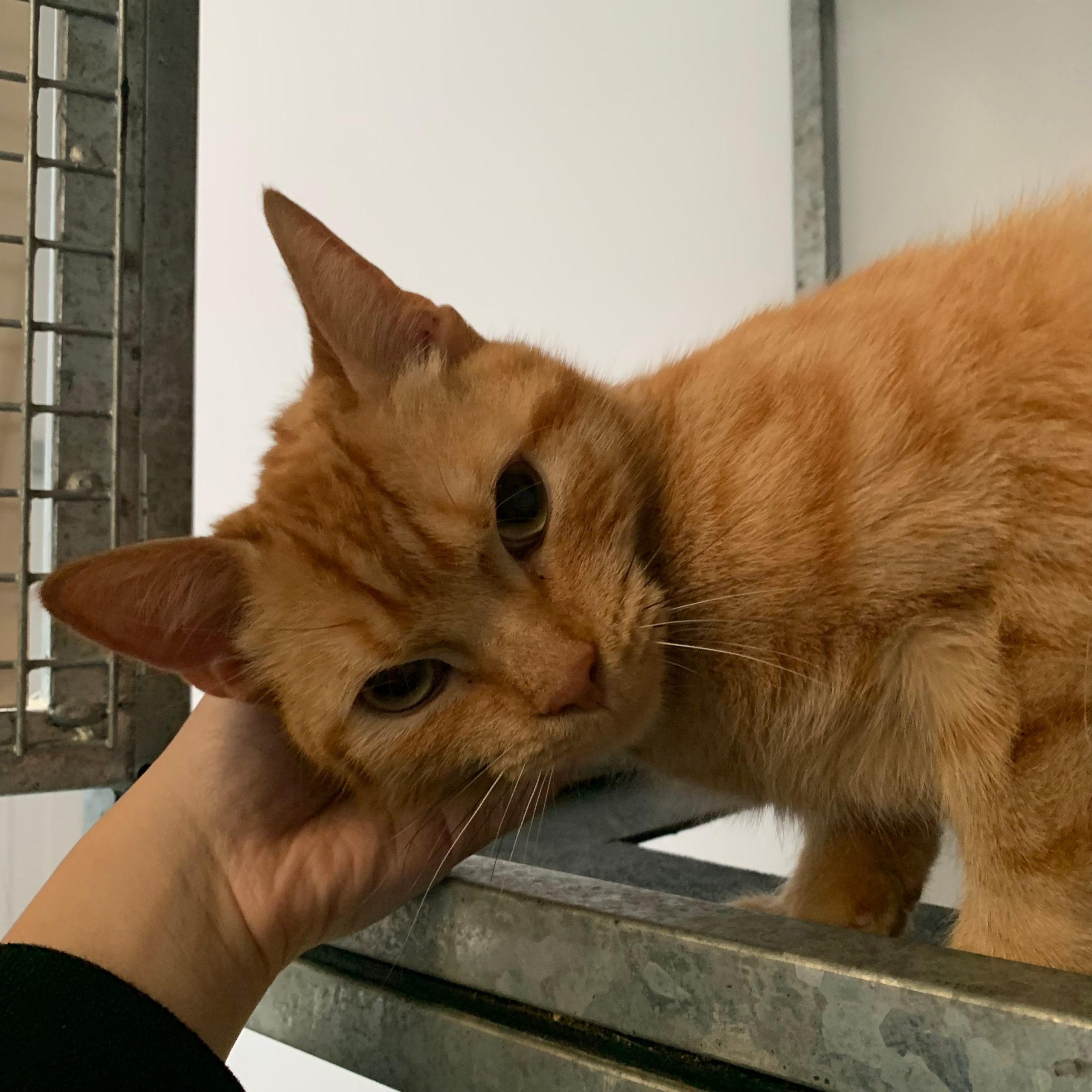 Smokey – 2 Year Old Male