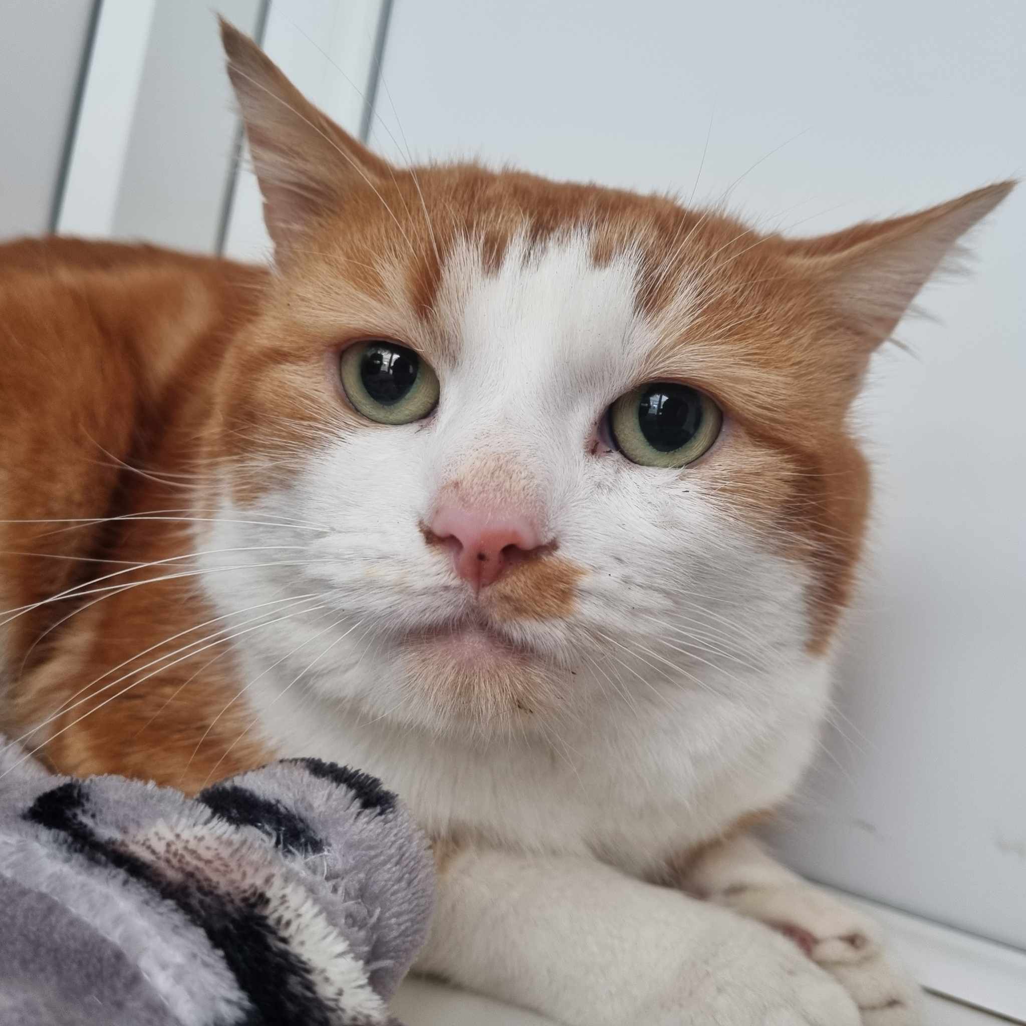 Rufus – 3 Year Old Male