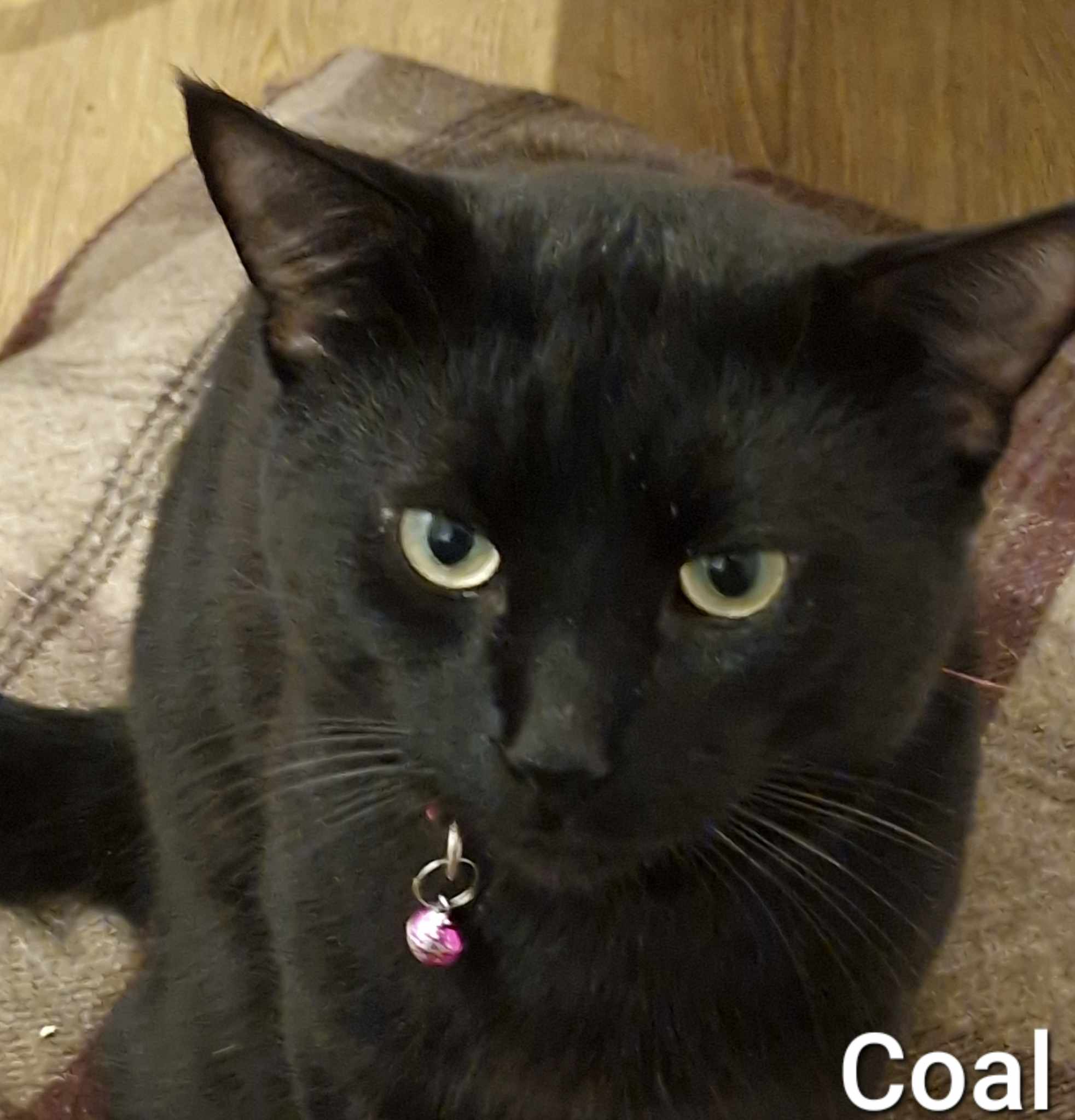 Coal – 3 Year Old Male