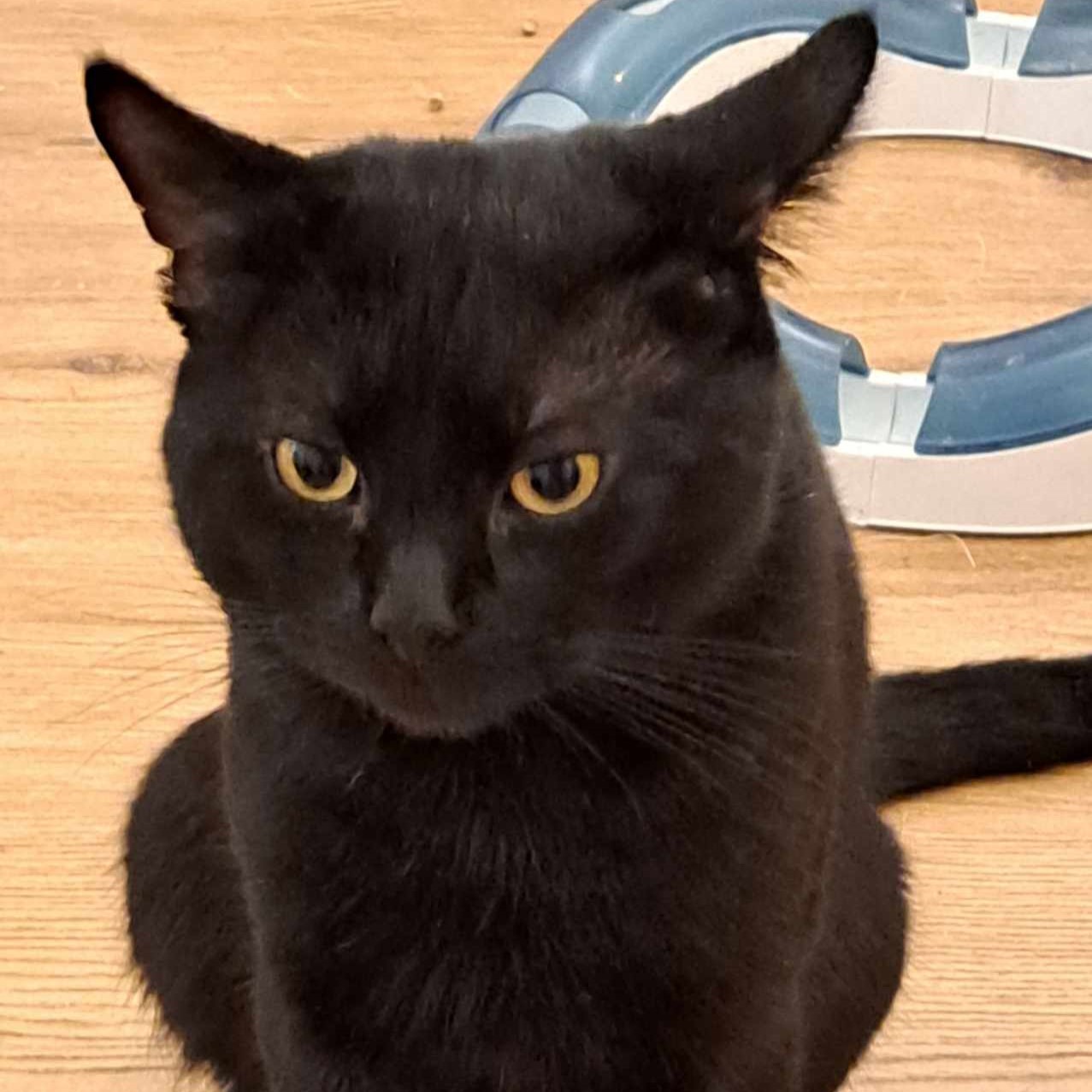 Coco – 3 Year Old Male